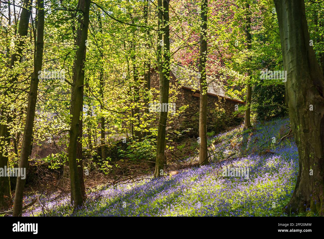 A sunlit, spring, 3 shot HDR image of the Bluebells, Hyacinthoides non-scripta in Stanley Wood, Duddon, Cumbria, England. 29 April 2007 Stock Photo
