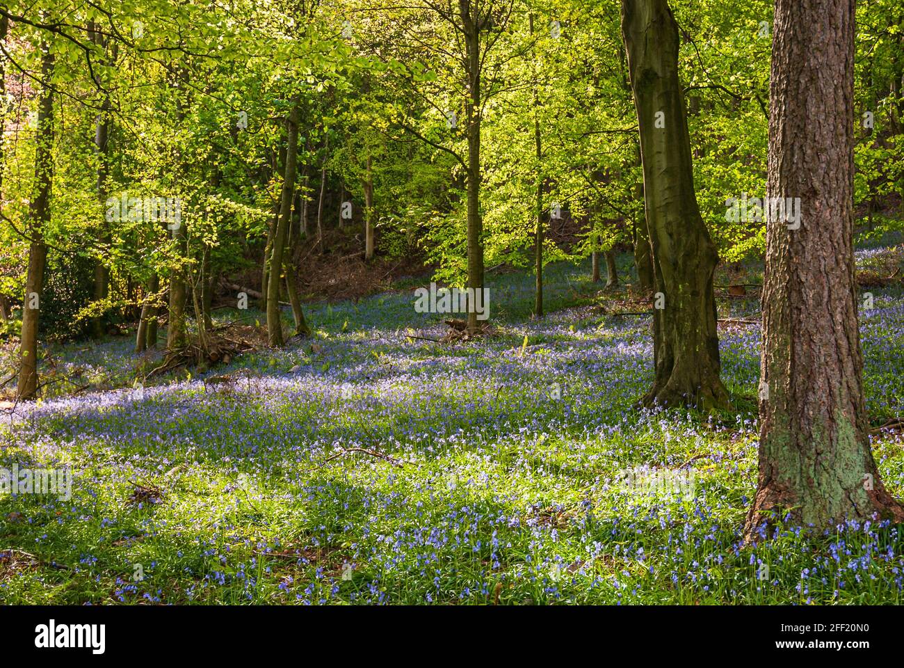 A sunlit, spring, 3 shot HDR image of the Bluebells, Hyacinthoides non-scripta in Stanley Wood, Duddon, Cumbria, England. 29 April 2007 Stock Photo