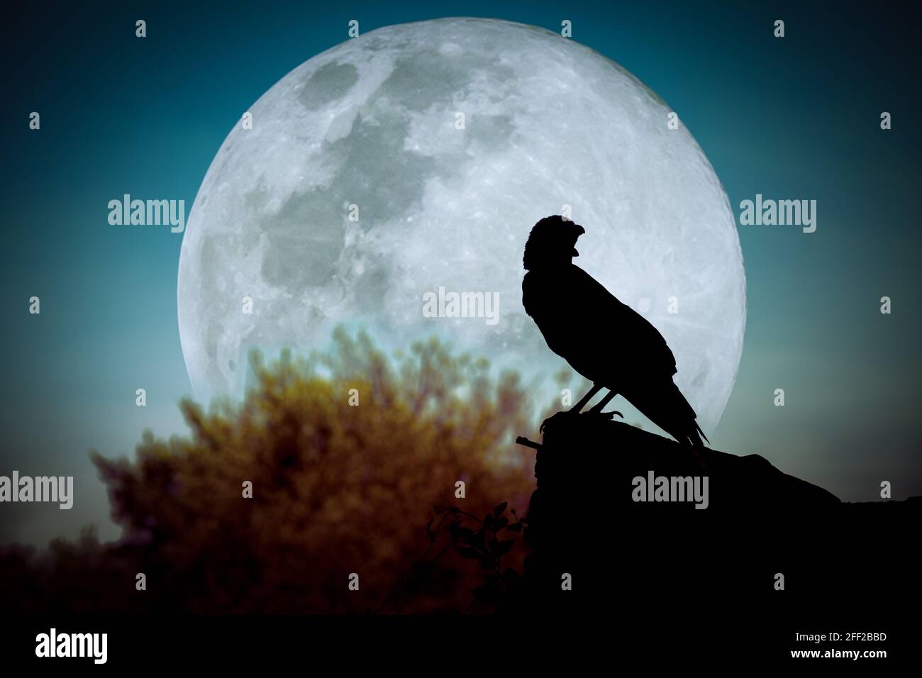 Beautiful night sky with full moon, tree and silhouette of crow on stone that can be used for halloween. Vignette and vintage picture style. Outdoors. Stock Photo