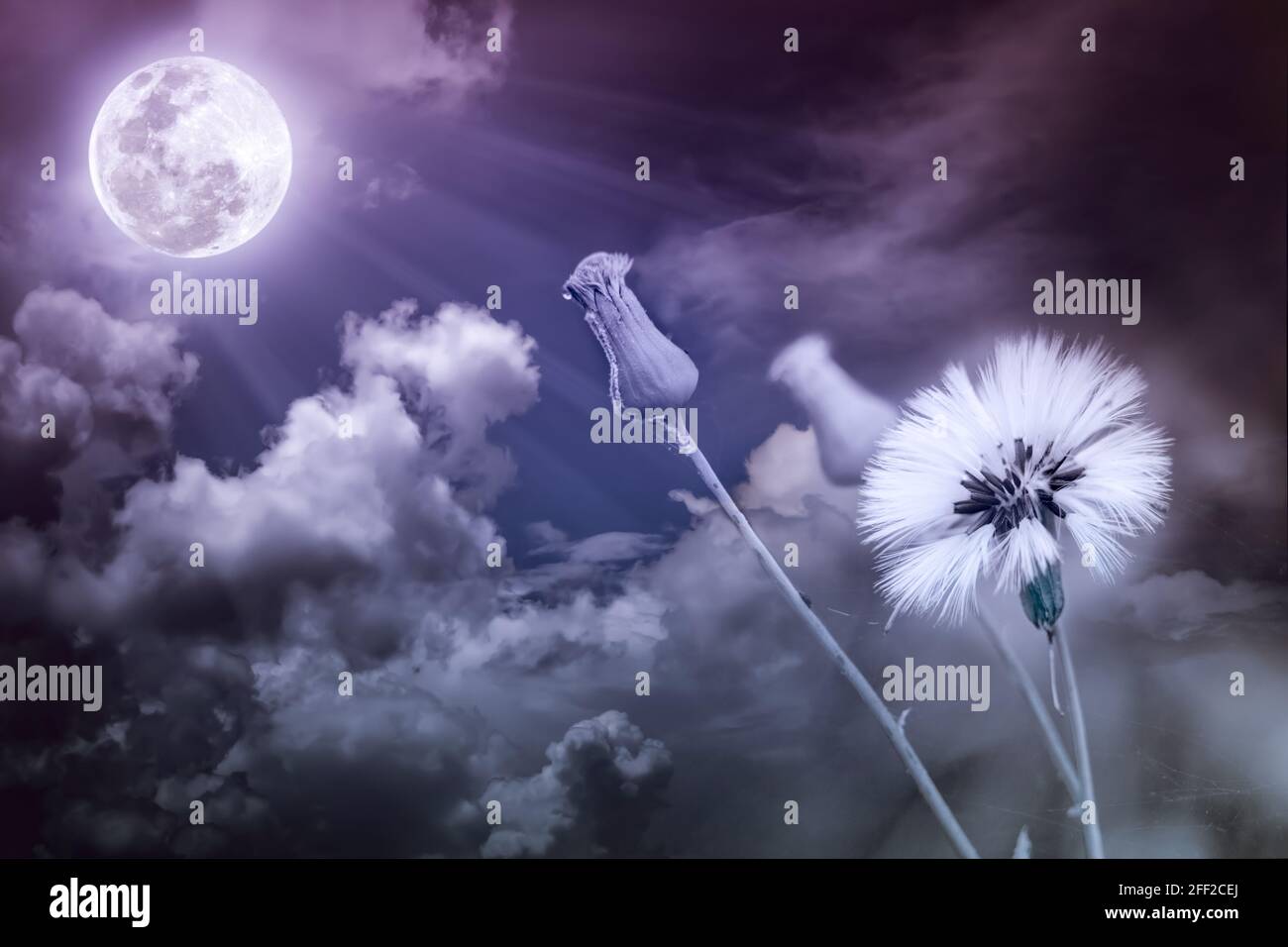 Night blooming flower moon hi-res stock photography and images - Alamy