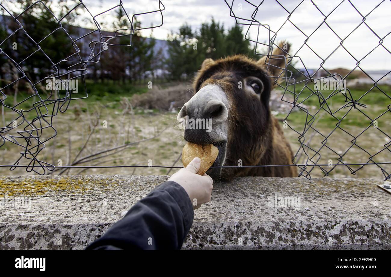 Miniature Donkeys High Resolution Stock Photography and Images - Alamy