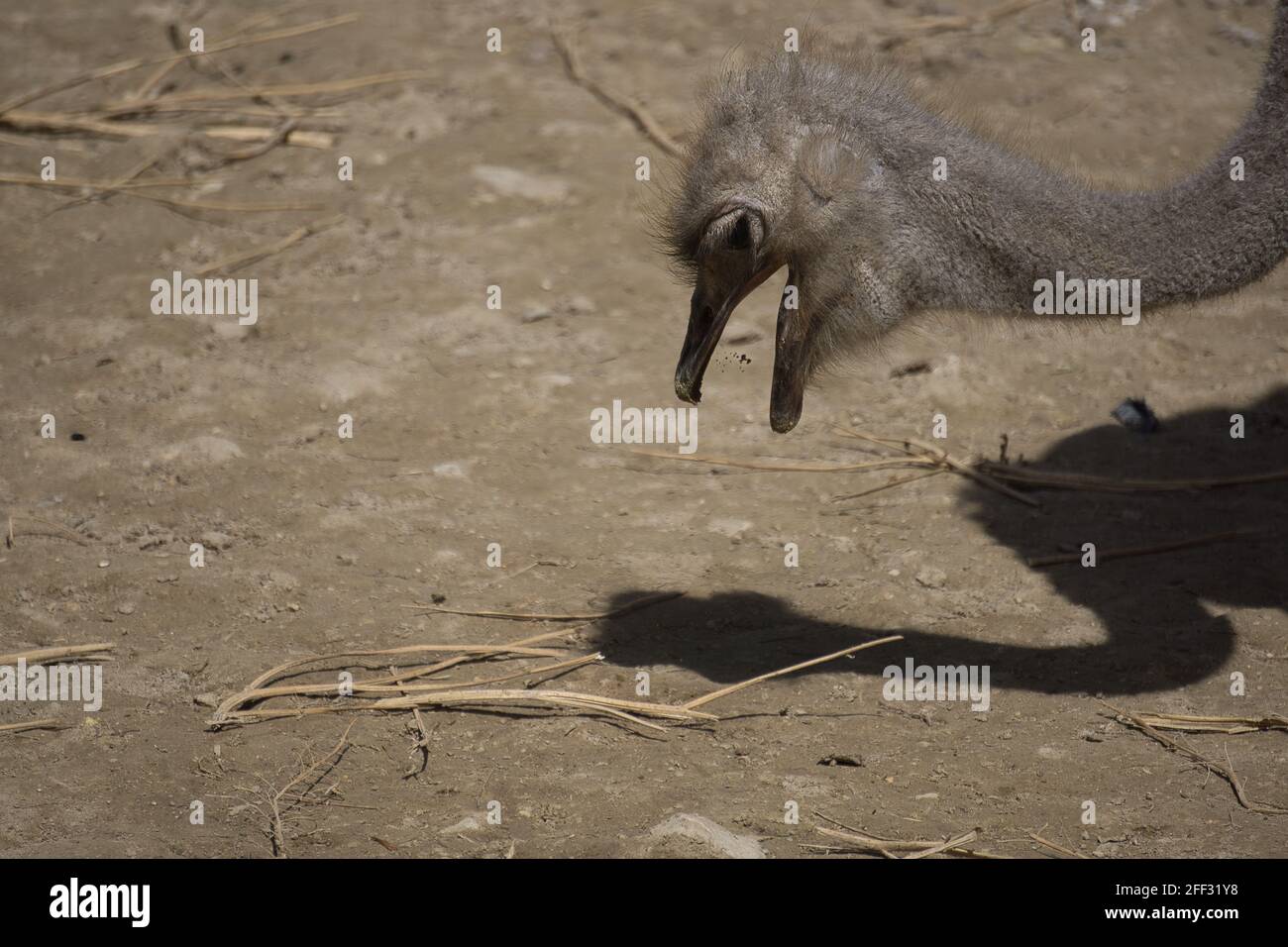 portrait of ostrich in the field eating. animals Stock Photo