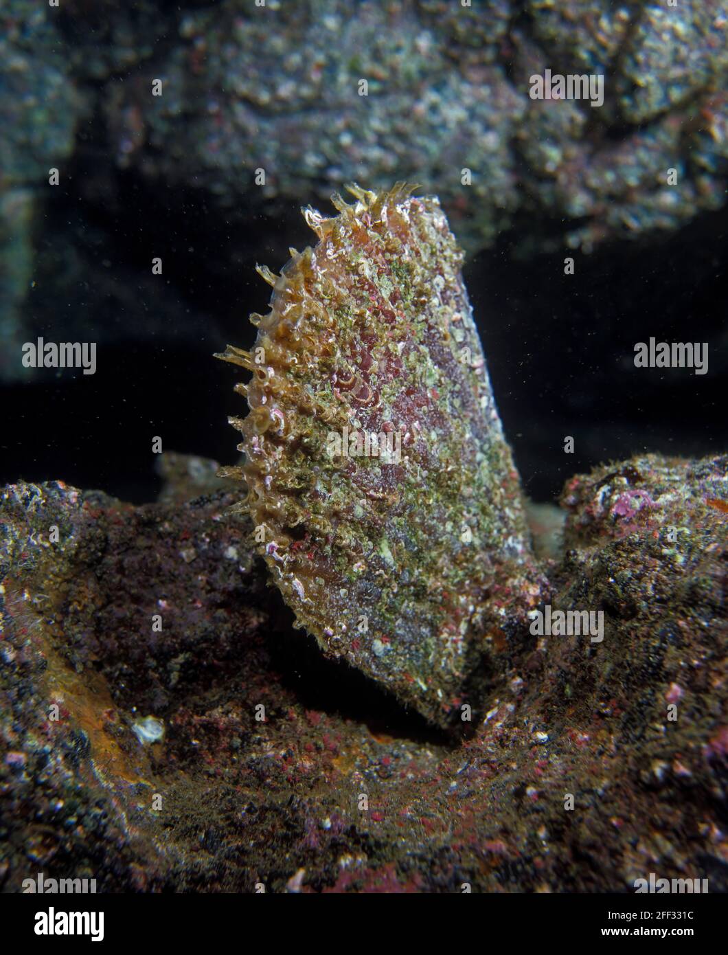 Large Marine Bivalve Mollusc High Resolution Stock Photography and