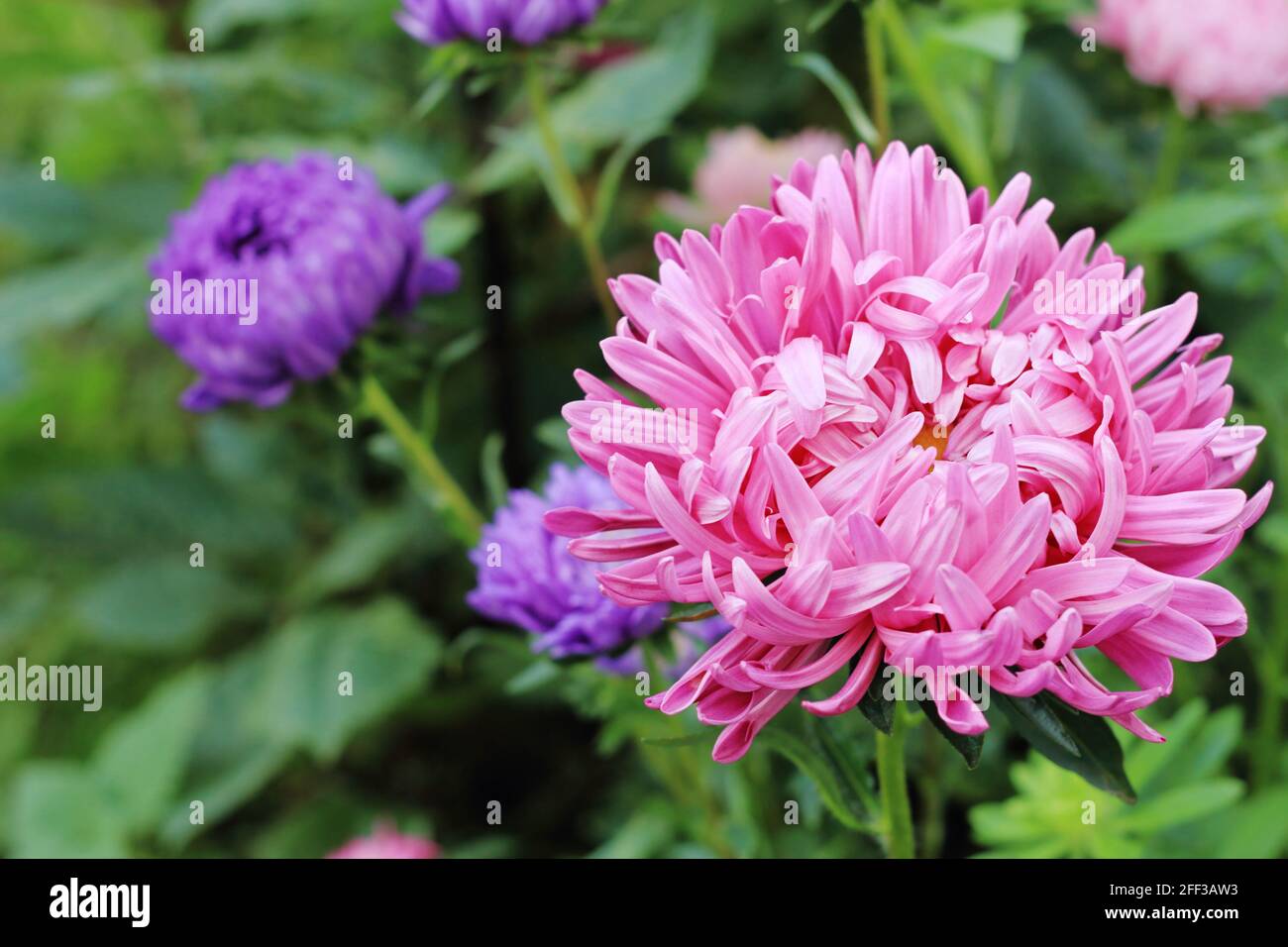 Big pink flower of China aster in the ornamental garden Stock Photo