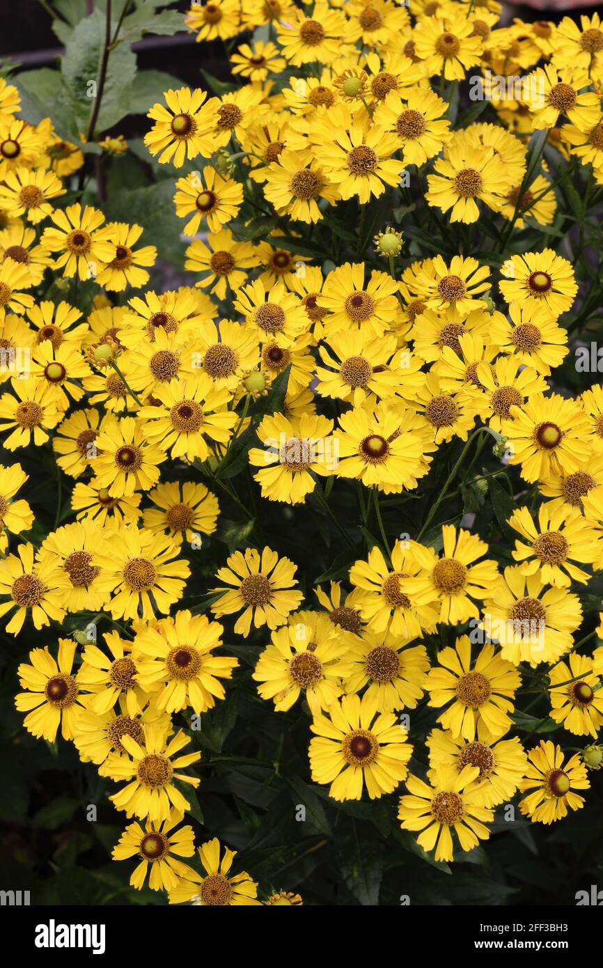 Yellow flowers of Helenium autumnale on flowerbed in the ornamental garden Stock Photo