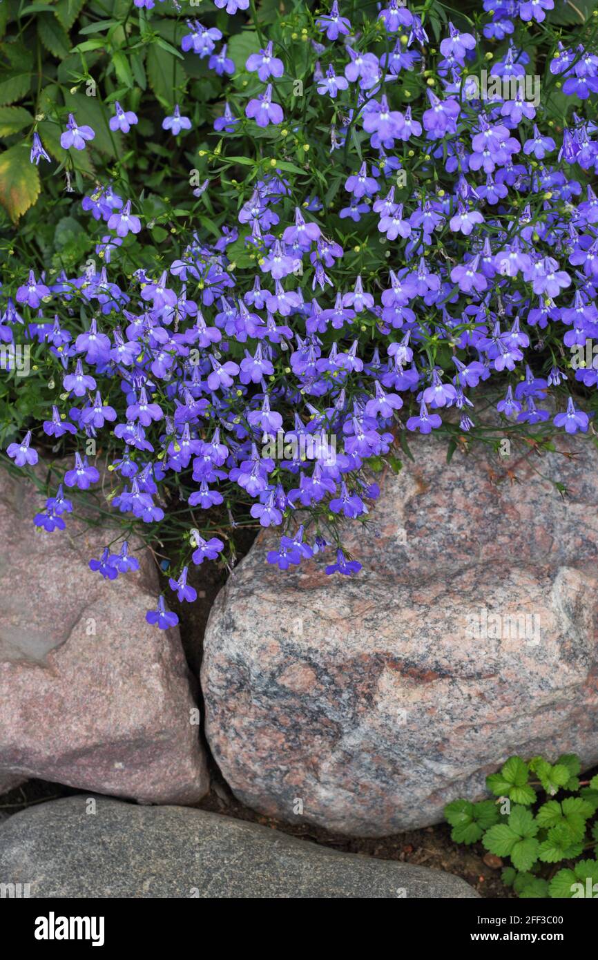 Blue flowers of Lobelia erinus among granite rocks in the ornamental garden Stock Photo