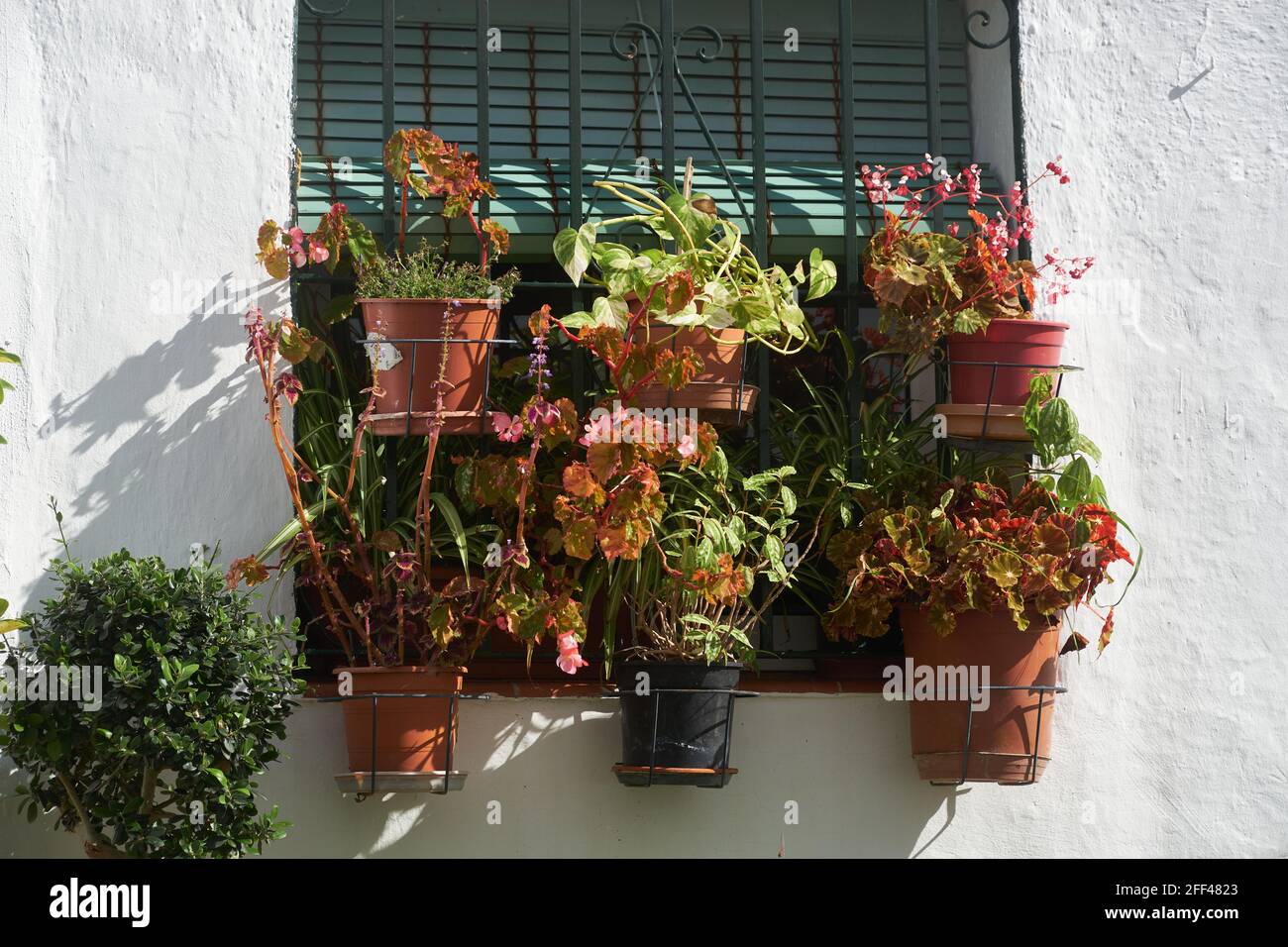 Plants decorating a wrought iron window in Benalmadena Pueblo, Malaga province, Andalusia, Spain. Stock Photo