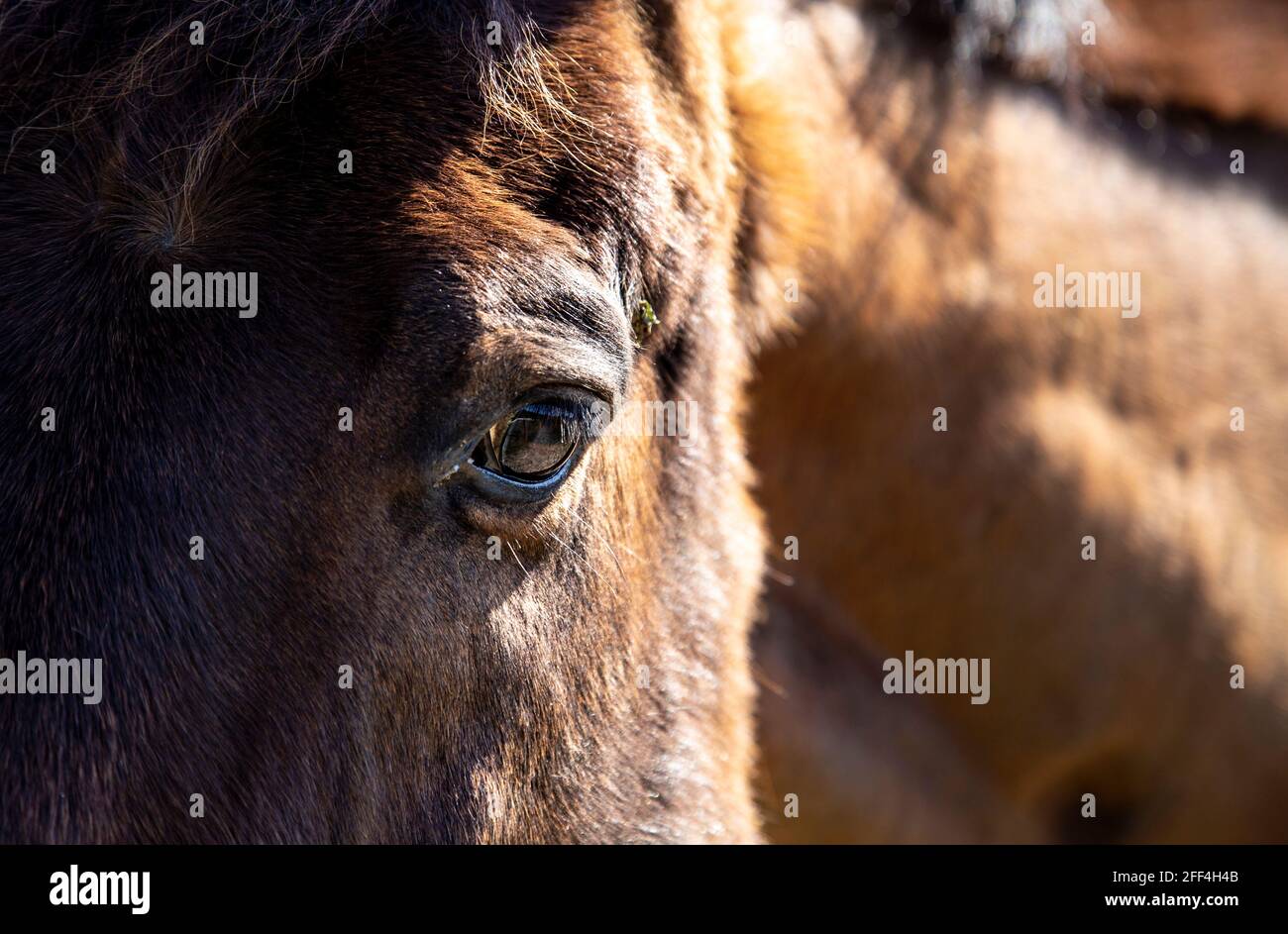 Close-up of a hores's eye (Hertfordshire, UK) Stock Photo