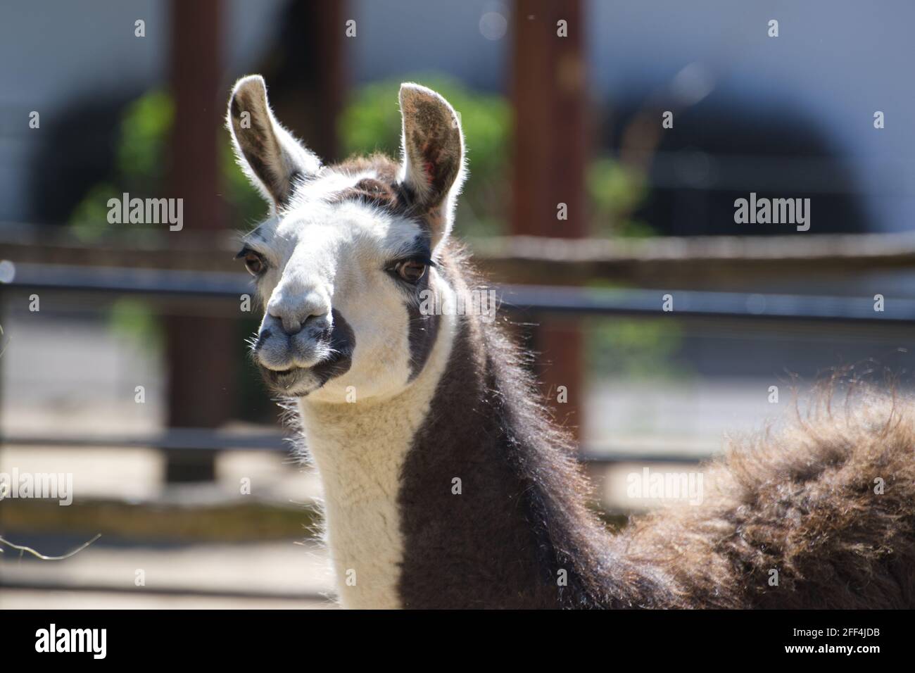 Llama Stock Photo