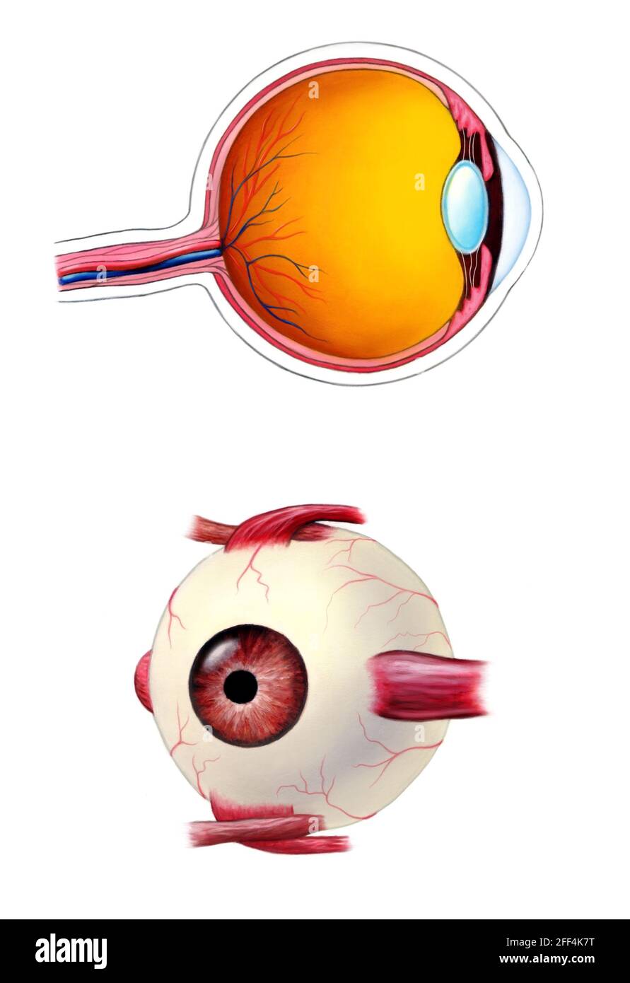 Human eye interior and exterior anatomy. Mixed media illustration. Stock Photo