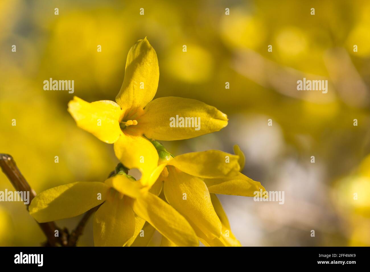Vibrant yellow forsythia flowers hi-res stock photography and images ...
