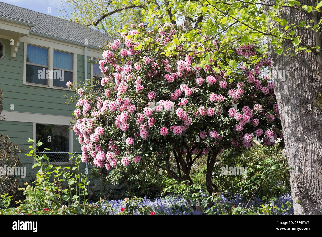A large rhododendron bush with pink flowers, next to a sage green house  Stock Photo - Alamy