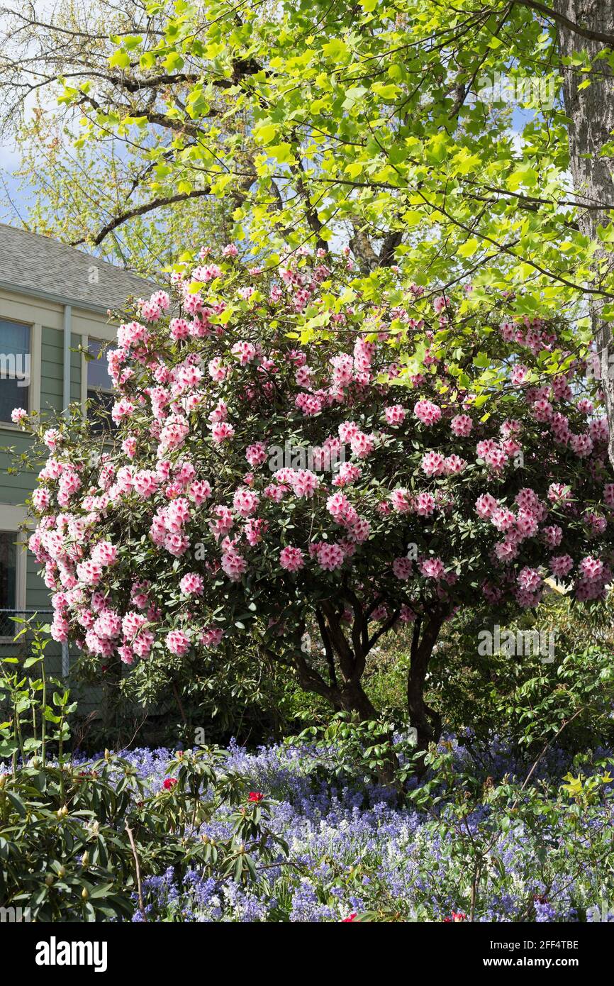 A large rhododendron bush with pink flowers, next to a sage green house  Stock Photo - Alamy