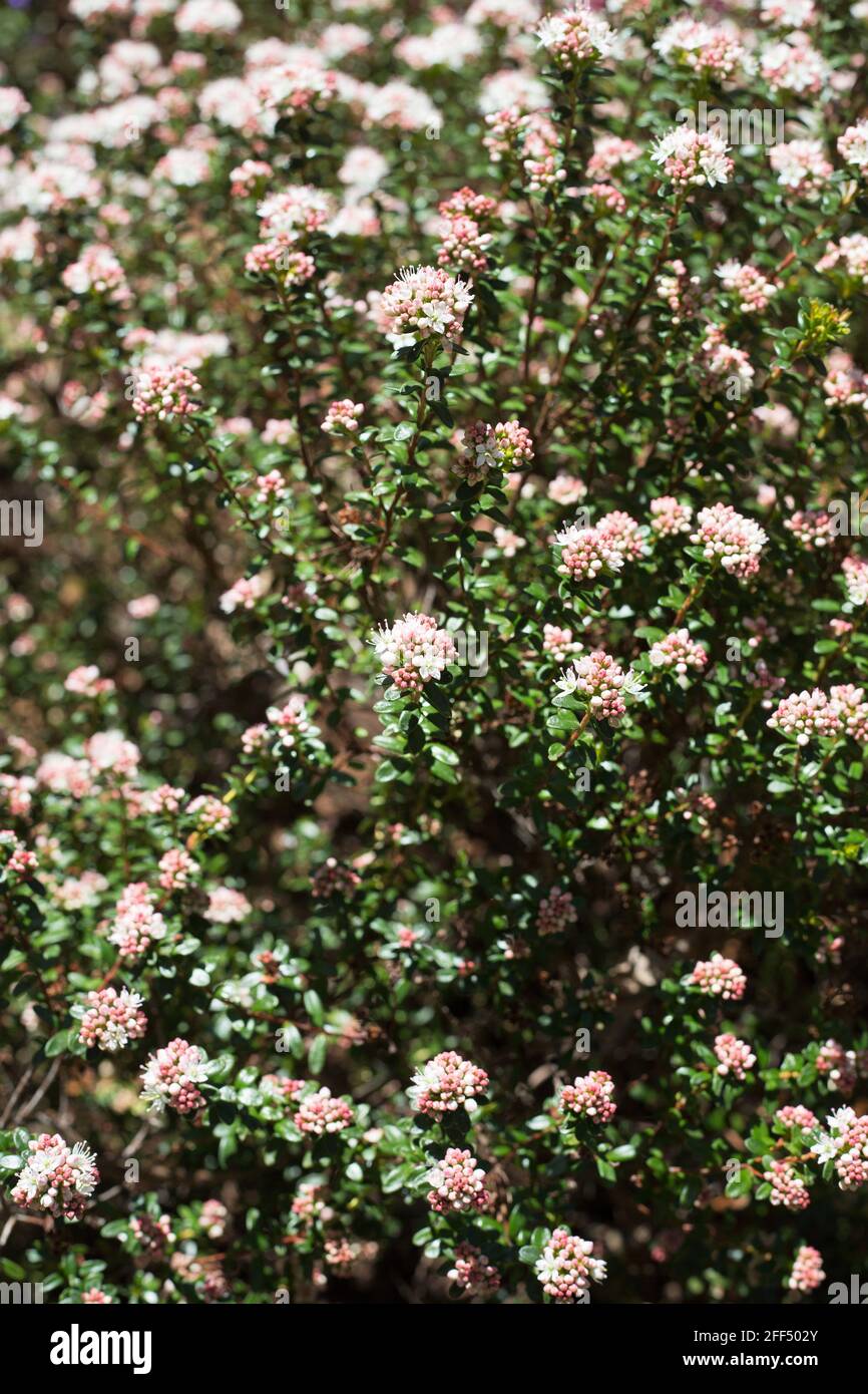 Leiophyllum buxifolium - sandmyrtle. Stock Photo