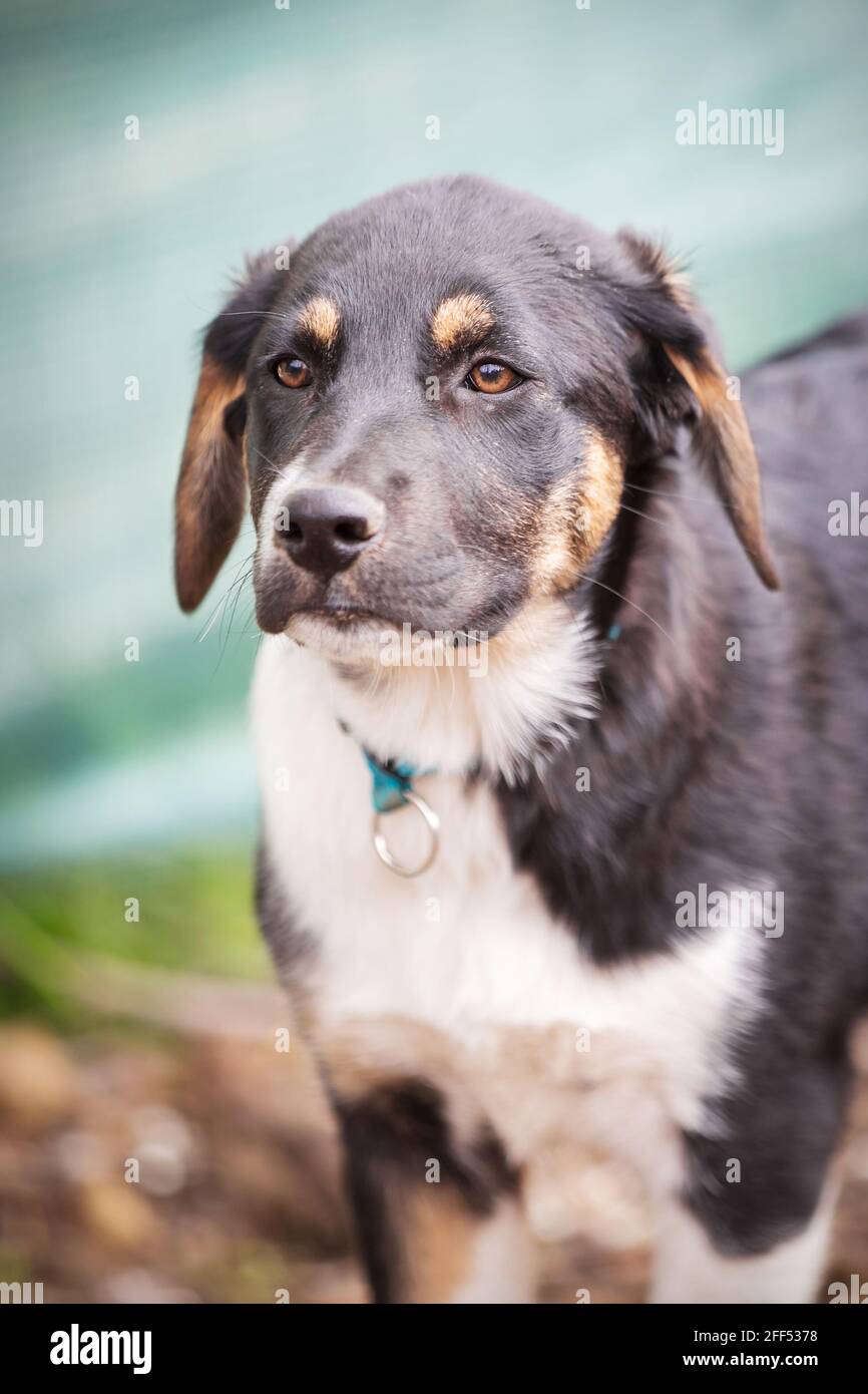 Black, yellow and white dog puppy with sad eyes in the shelter for