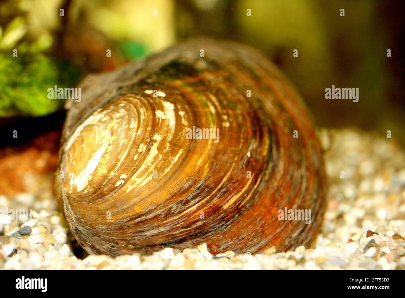 The Mussel (Anodontinae) a mollusk living at the bottom of the pond Stock Photo