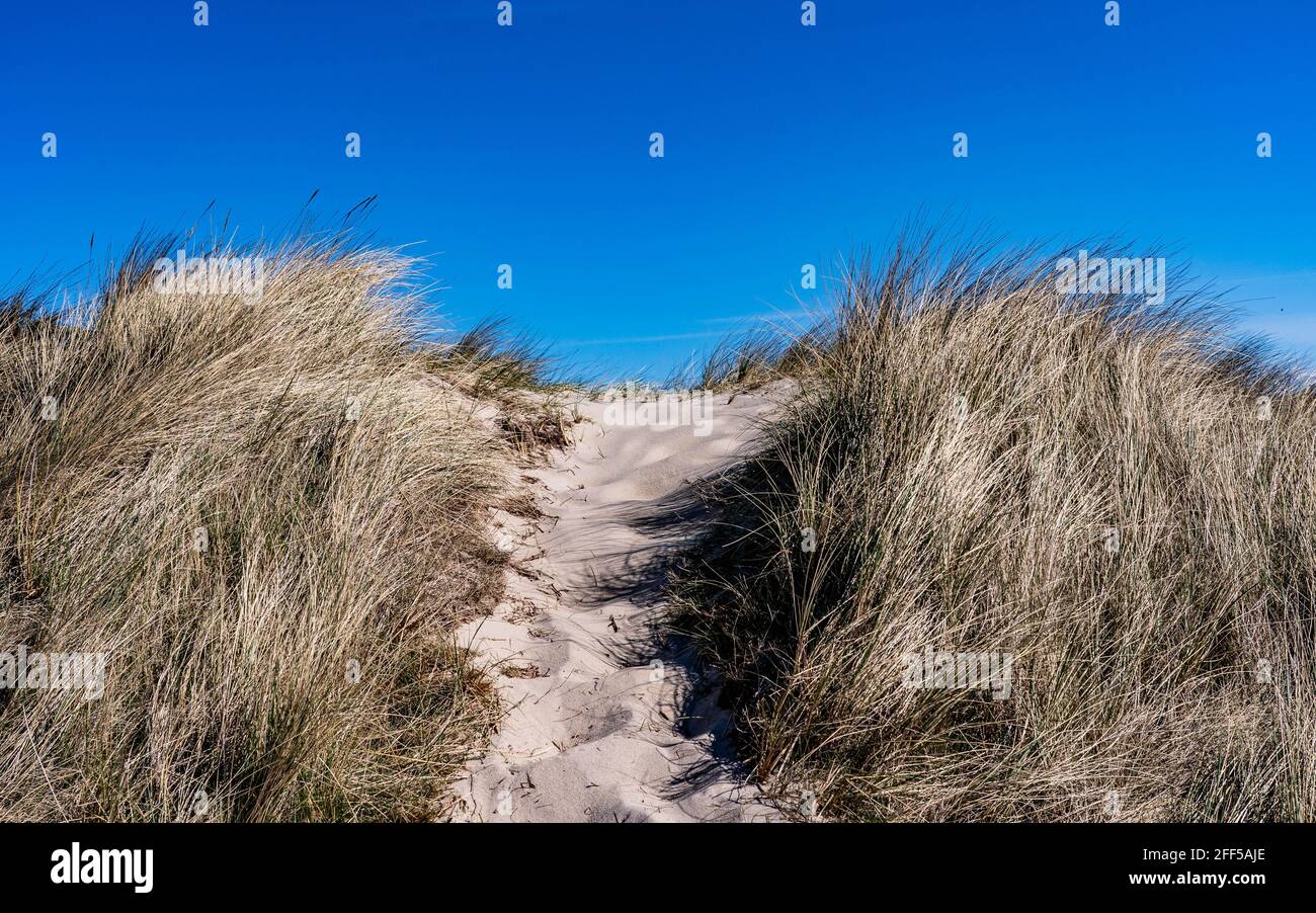 List Auf Sylt, Germany. 24th Apr, 2021. The sun shines on the dunes on the island of Sylt on the northern section of the island, called Ellenbogen. The municipality of Sylt will participate in the North Frisia Tourism Model Project. In four model regions in Schleswig-Holstein, tourism businesses are to test a gradual relaxation of corona protection measures. The model project on Sylt starts on 1 May and is initially scheduled to run until 31 May. Credit: Axel Heimken/dpa/Alamy Live News Stock Photo