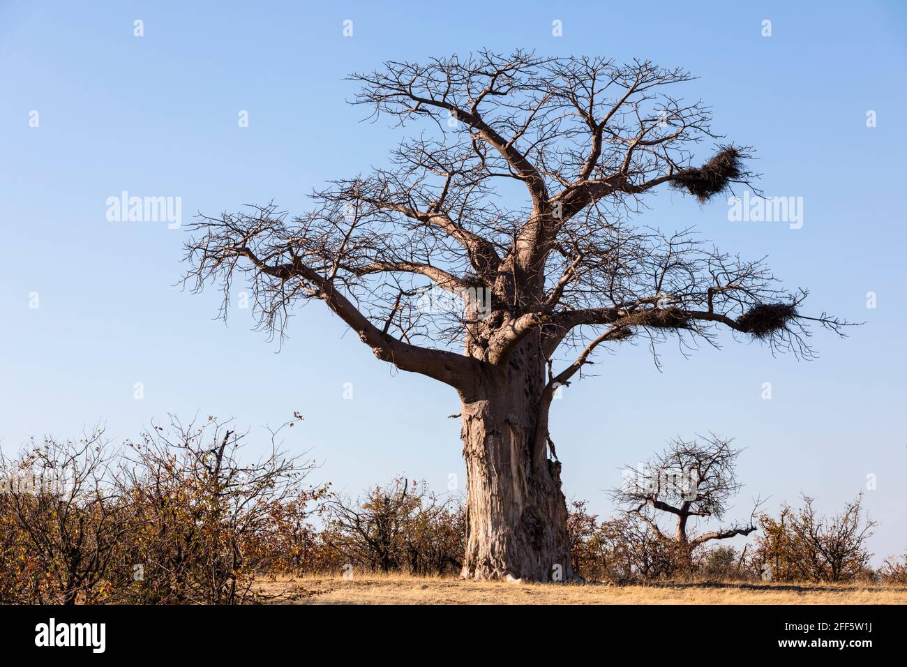 Large baobab tree with nests Stock Photo - Alamy