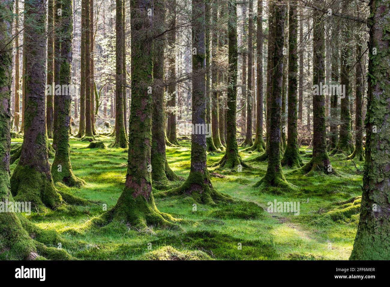 Trees in Gougane Barra National Forest Park, Ballingeary, Macroom, West Cork, Ireland. Stock Photo