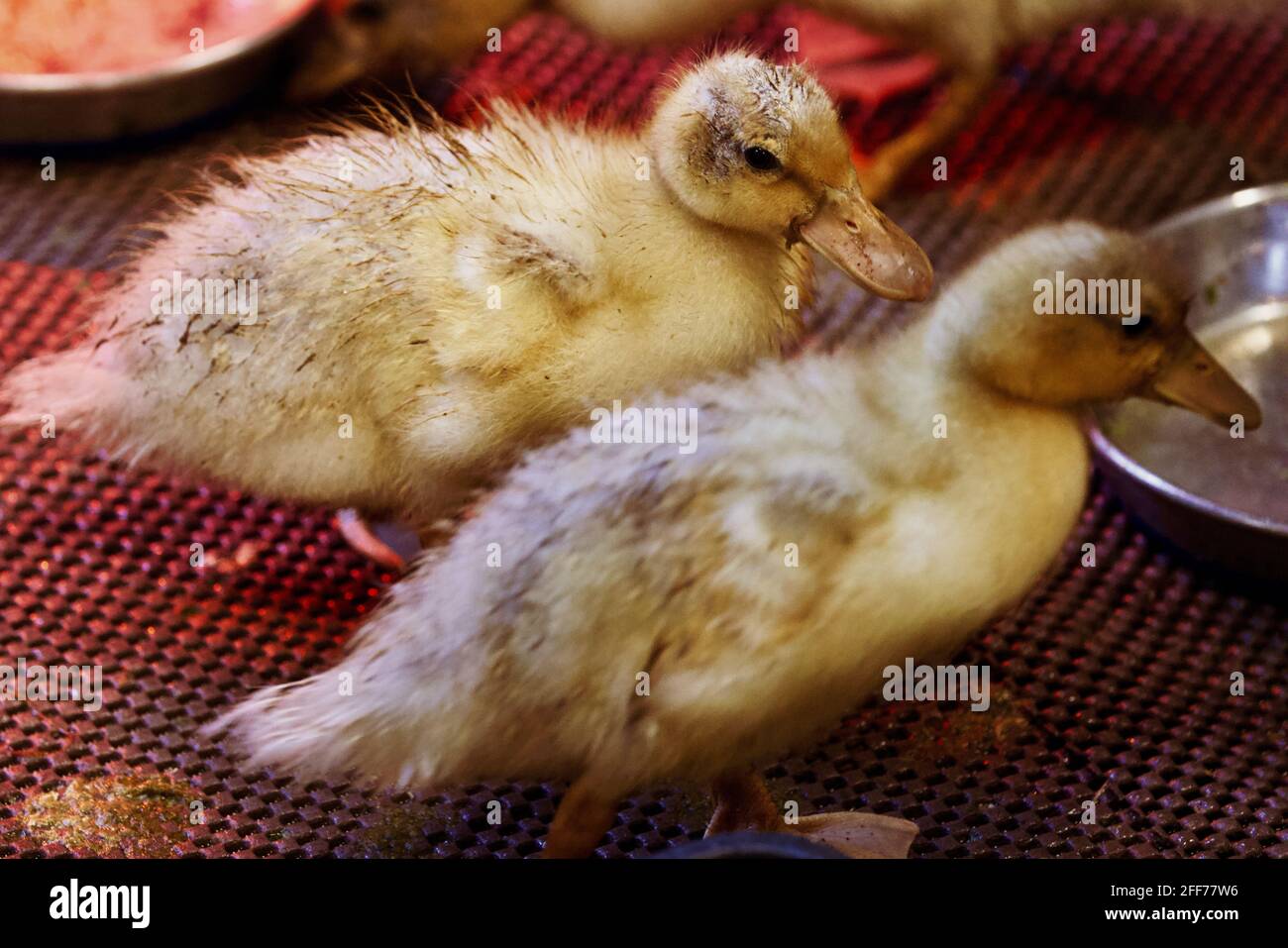 Heat lamp hires stock photography and images Alamy