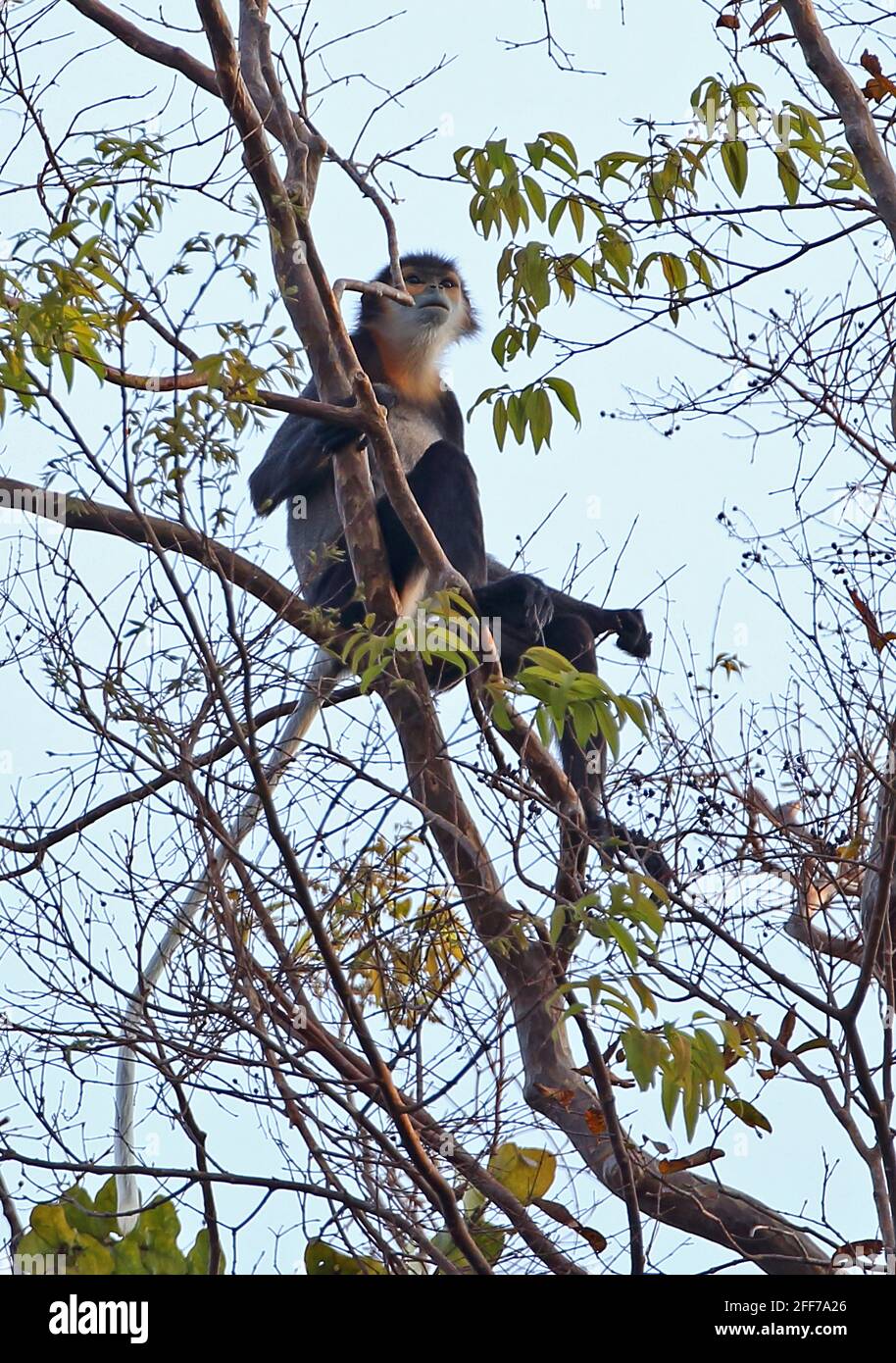 Black-shanked Doc (Pygathrix nigripes) adult sitting high in tree Dakdam Highland, Cambodia            January Stock Photo
