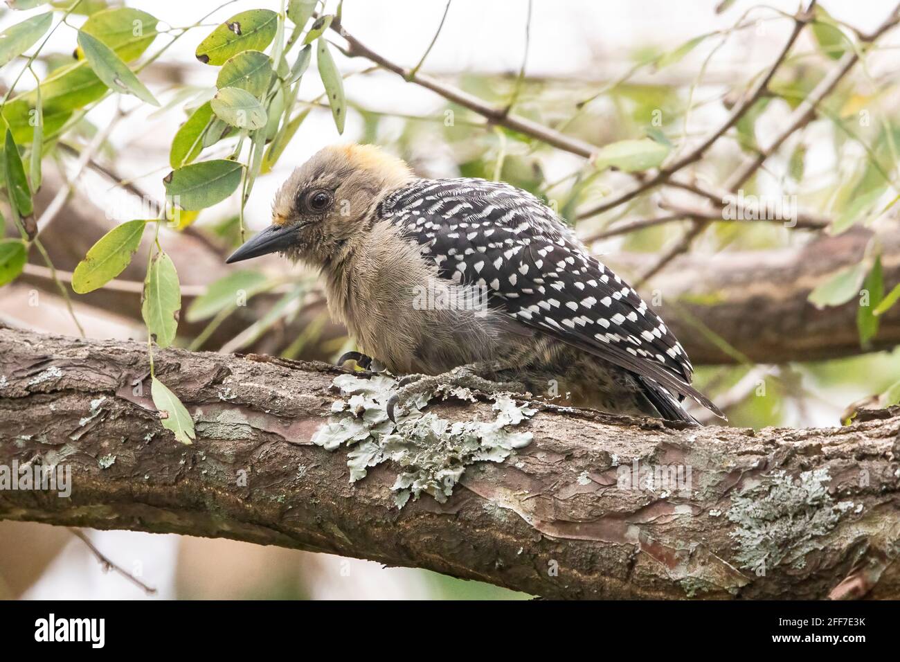 Hoffman's woodpecker, single adult perched on tree, feeding, San Jose, Costa Rica Stock Photo
