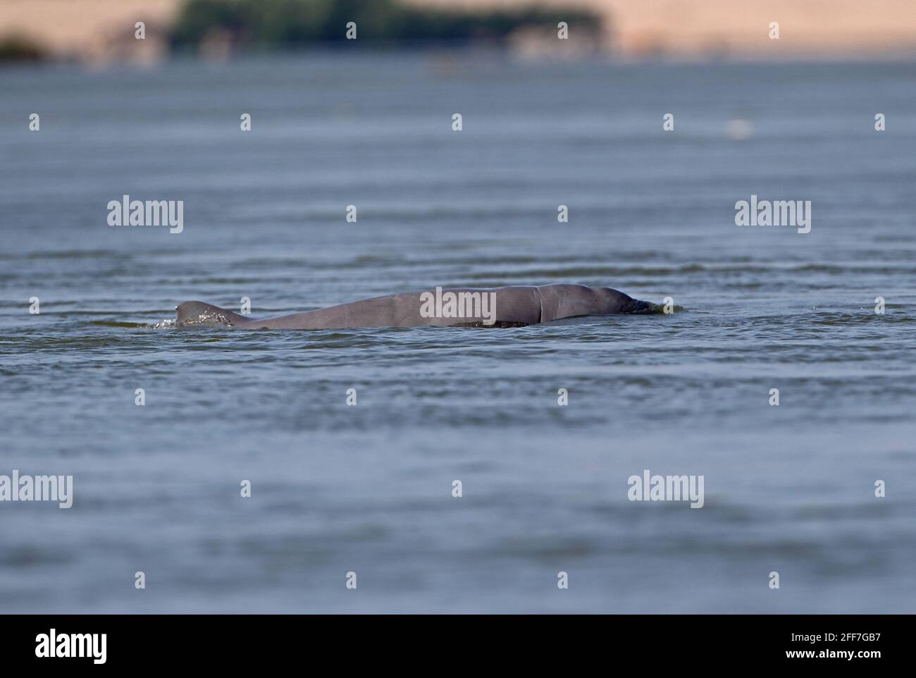 Irrawaddy Dolphin (Orcaella brevirostris) adult at surface Mekong River, Kratie, Cambodia              January Stock Photo