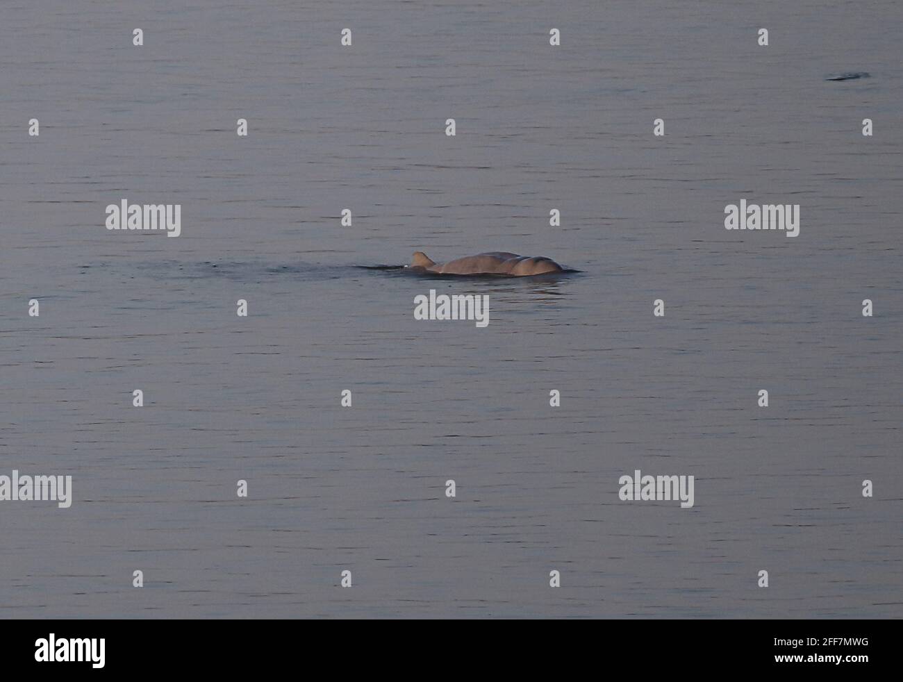 Irrawaddy Dolphin (Orcaella brevirostris) adult at surface Mekong River, Kratie, Cambodia              January Stock Photo