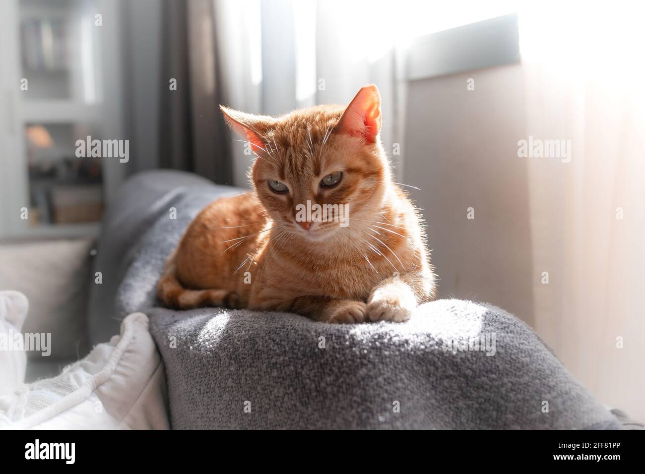 brown tabby cat with green eyes lying on a sofa under the light of the ...