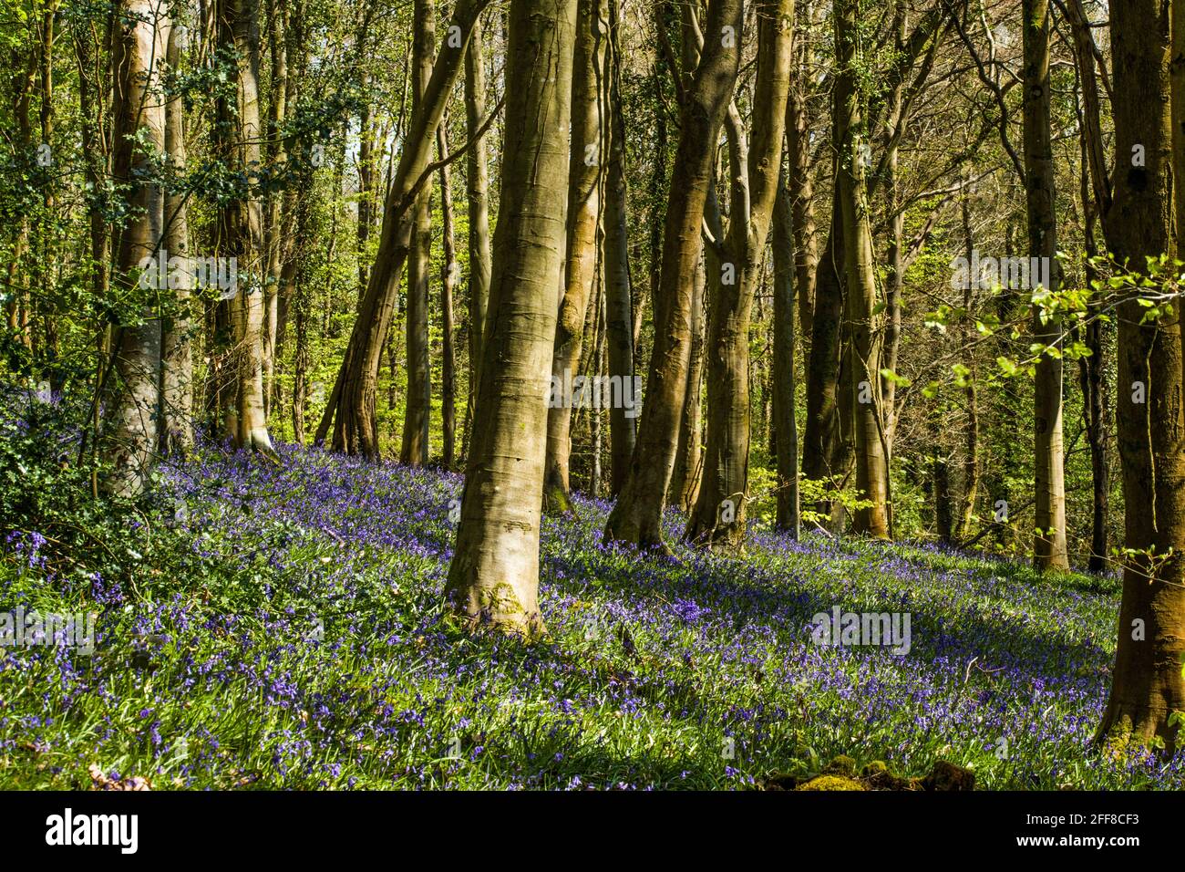 Bluebell Woods near Crickhowell in Powys south Wales in the Brecon Beacons National Park Stock Photo