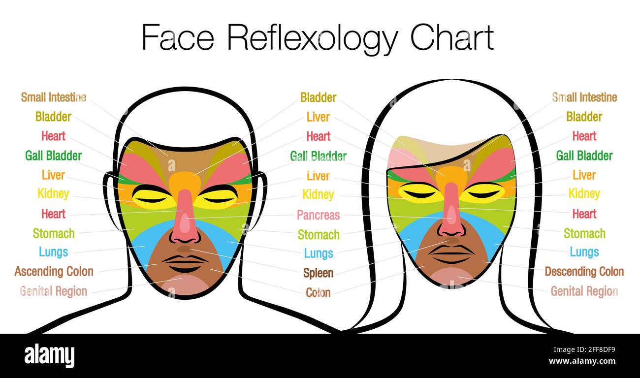 Face reflexology chart, woman and man. Acupressure and physiotherapy health treatment. Zone massage chart with colored areas and names. Stock Photo