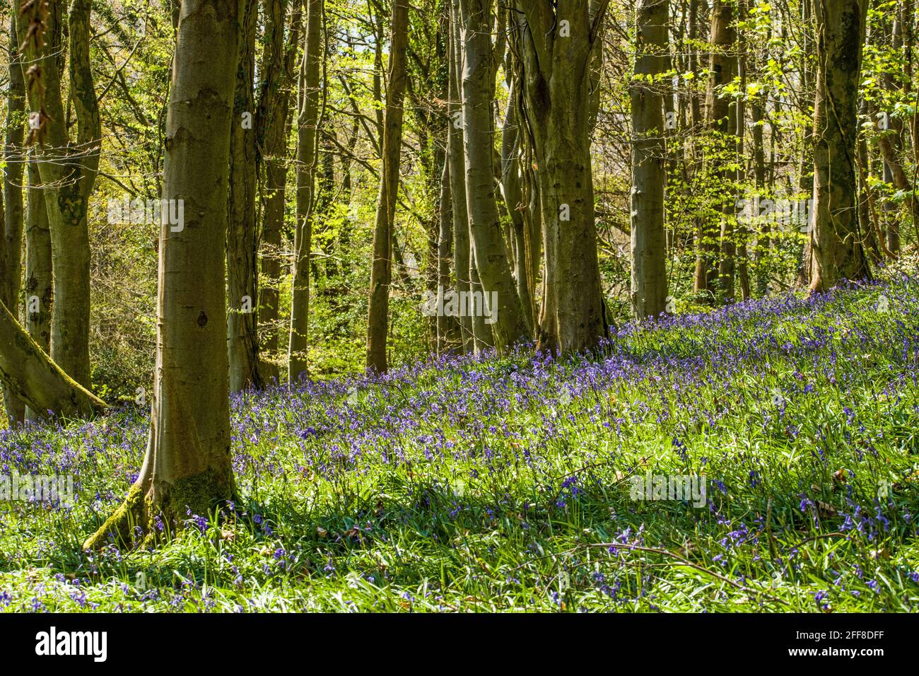 Bluebell Woods near Crickhowell in Powys south Wales in the Brecon Beacons National Park Stock Photo