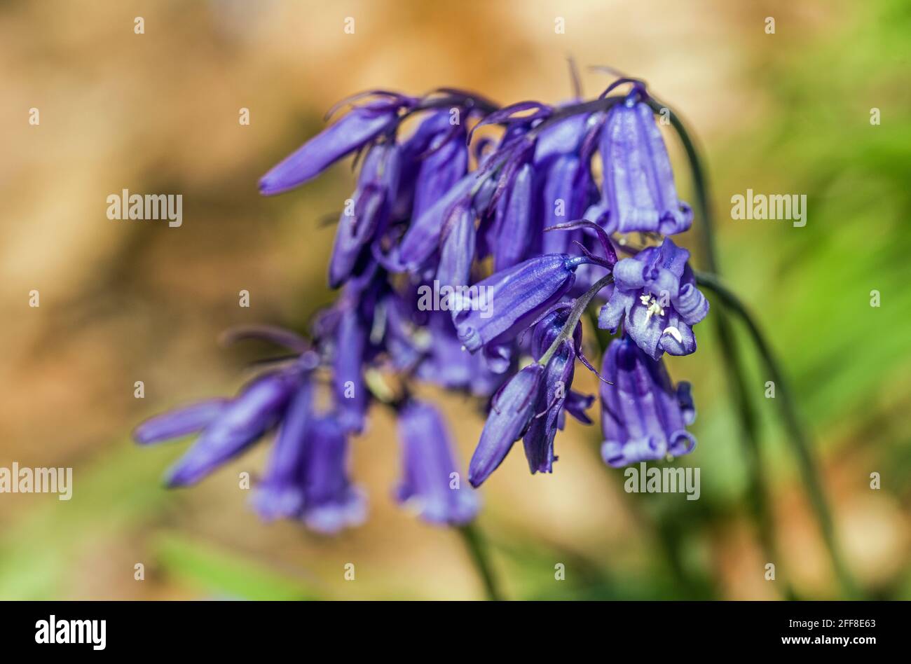 Close Up Photographs of Bluebells in a wood in Springtime, April Stock Photo