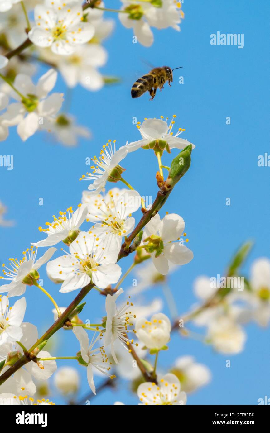 Insects on plum hi-res stock photography and images - Alamy