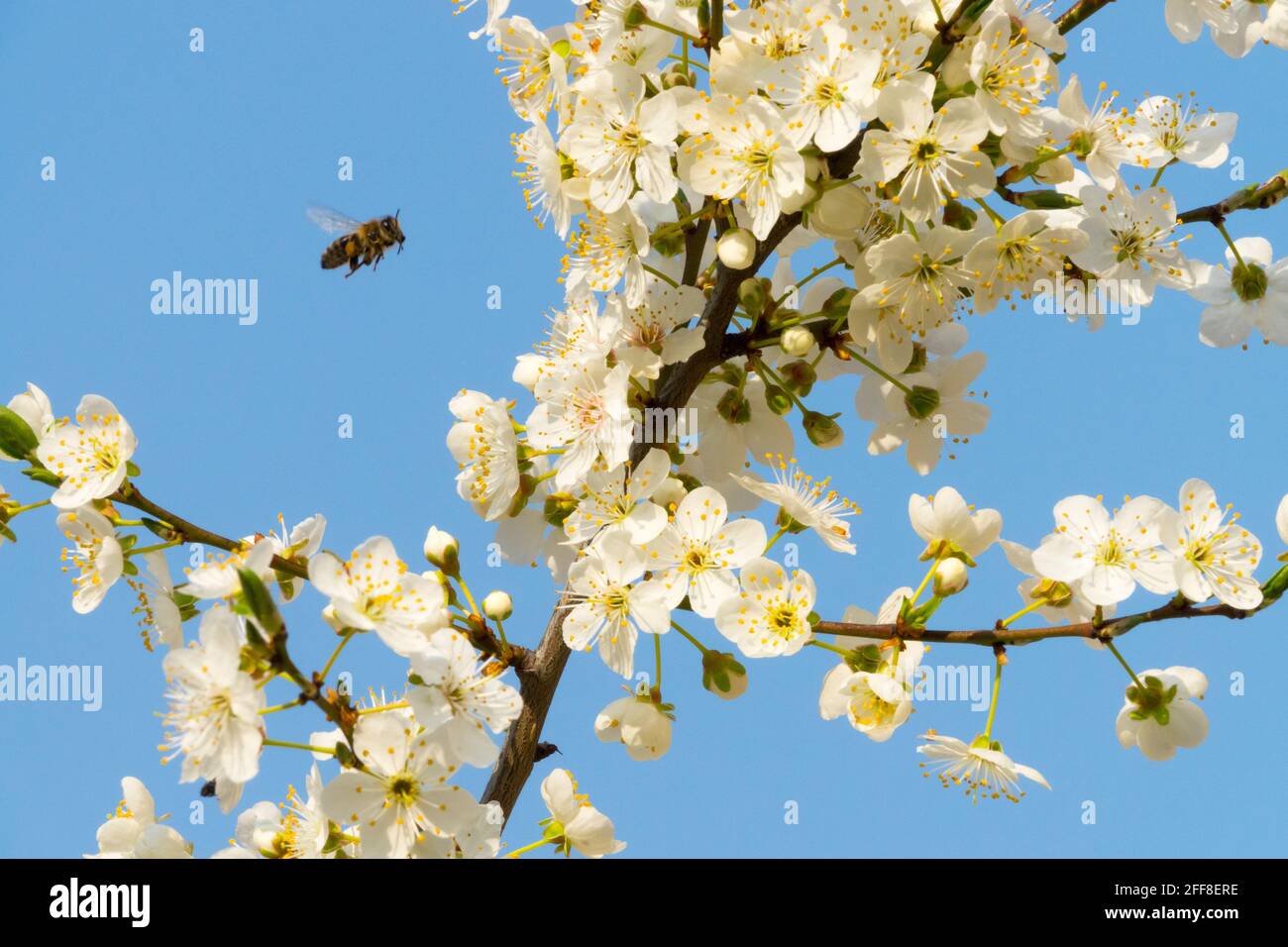 Mirabelle Plum tree blossom,  Cherry Plum, Prunus Domestica syriaca bee flying Stock Photo