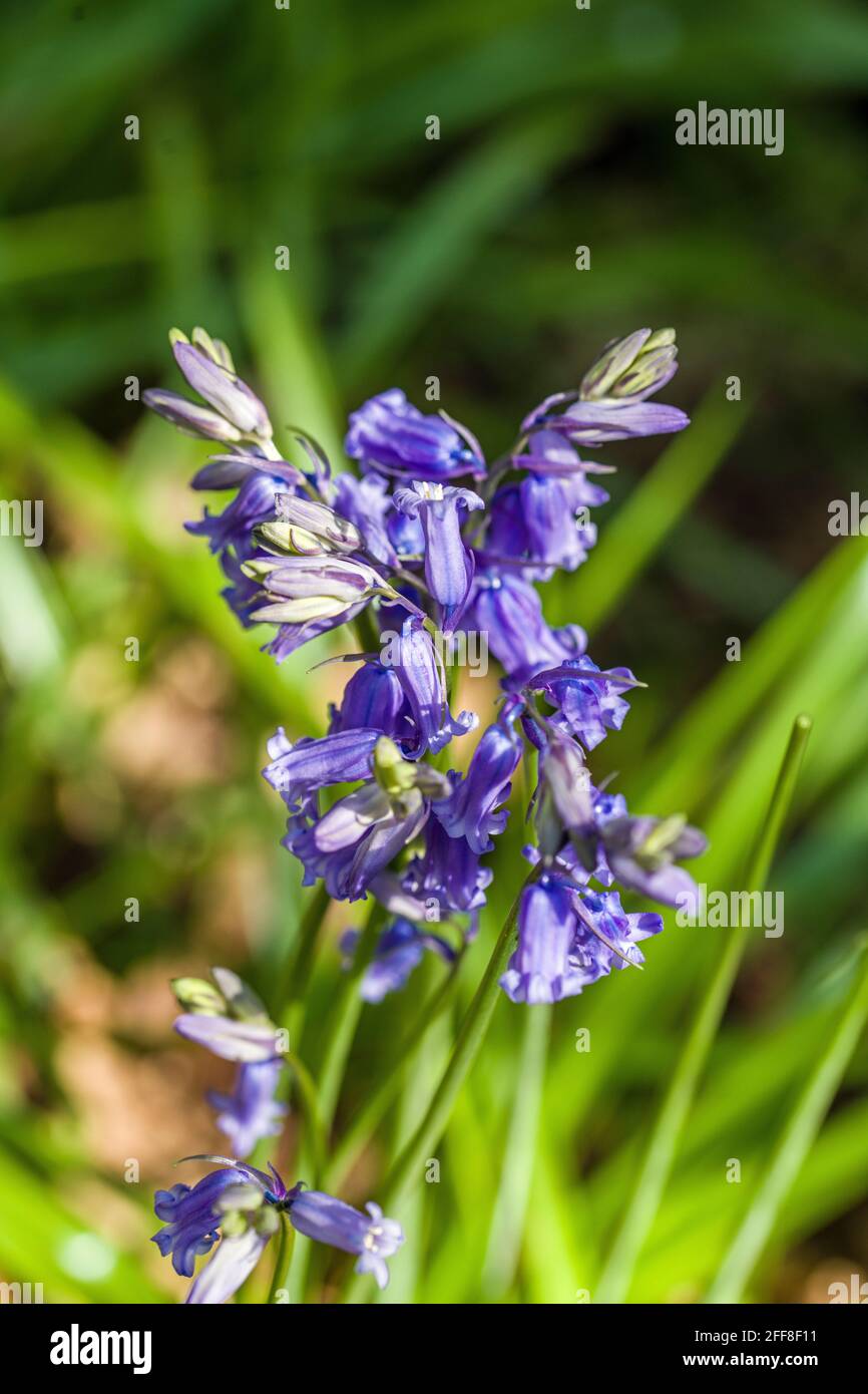 Close Up Photographs of Bluebells in a wood in Springtime, April Stock Photo