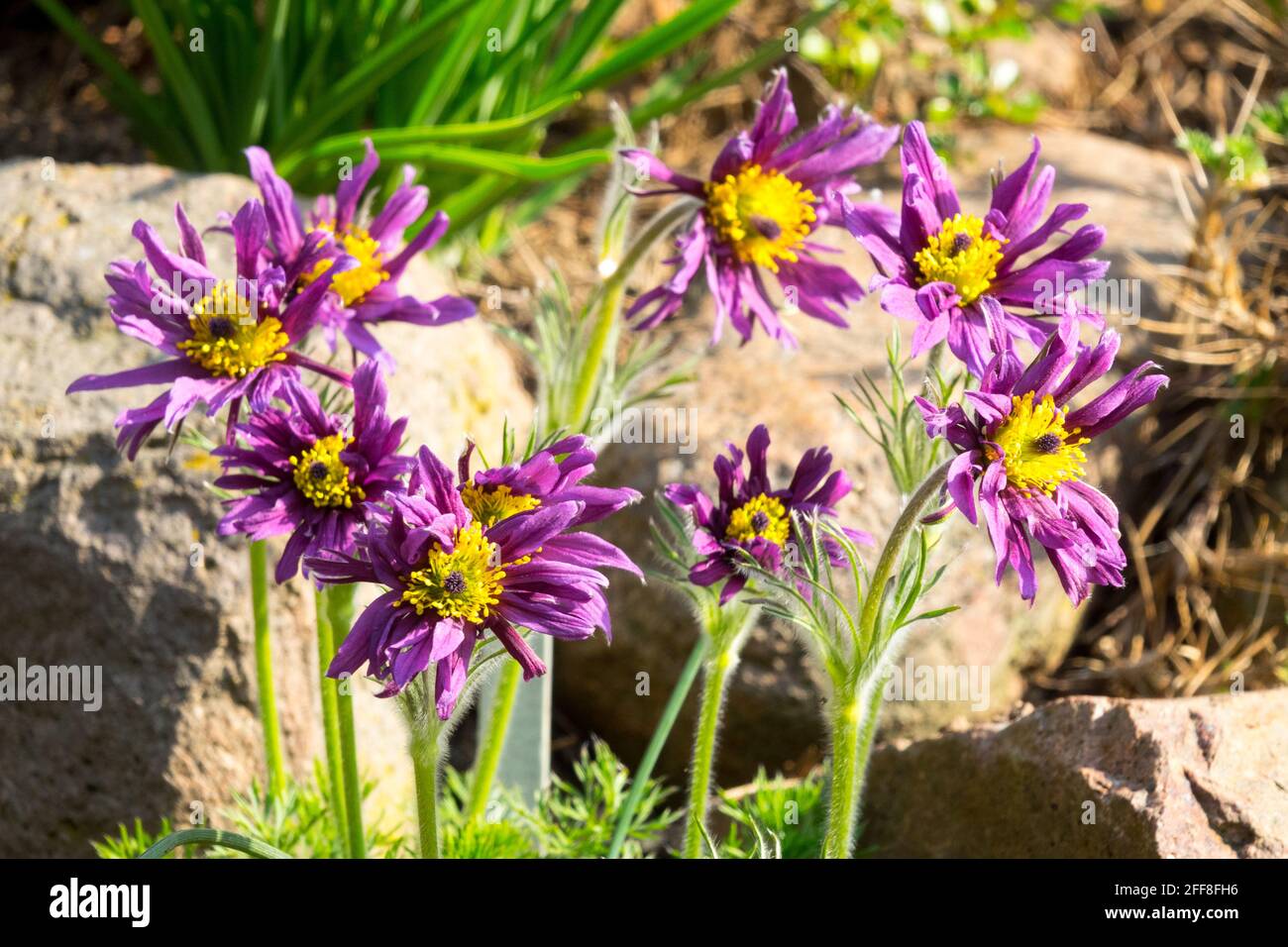 Pulsatilla vulgaris Papageno early spring rockery garden flowers Pulsatilla flower Pasque flower Stock Photo