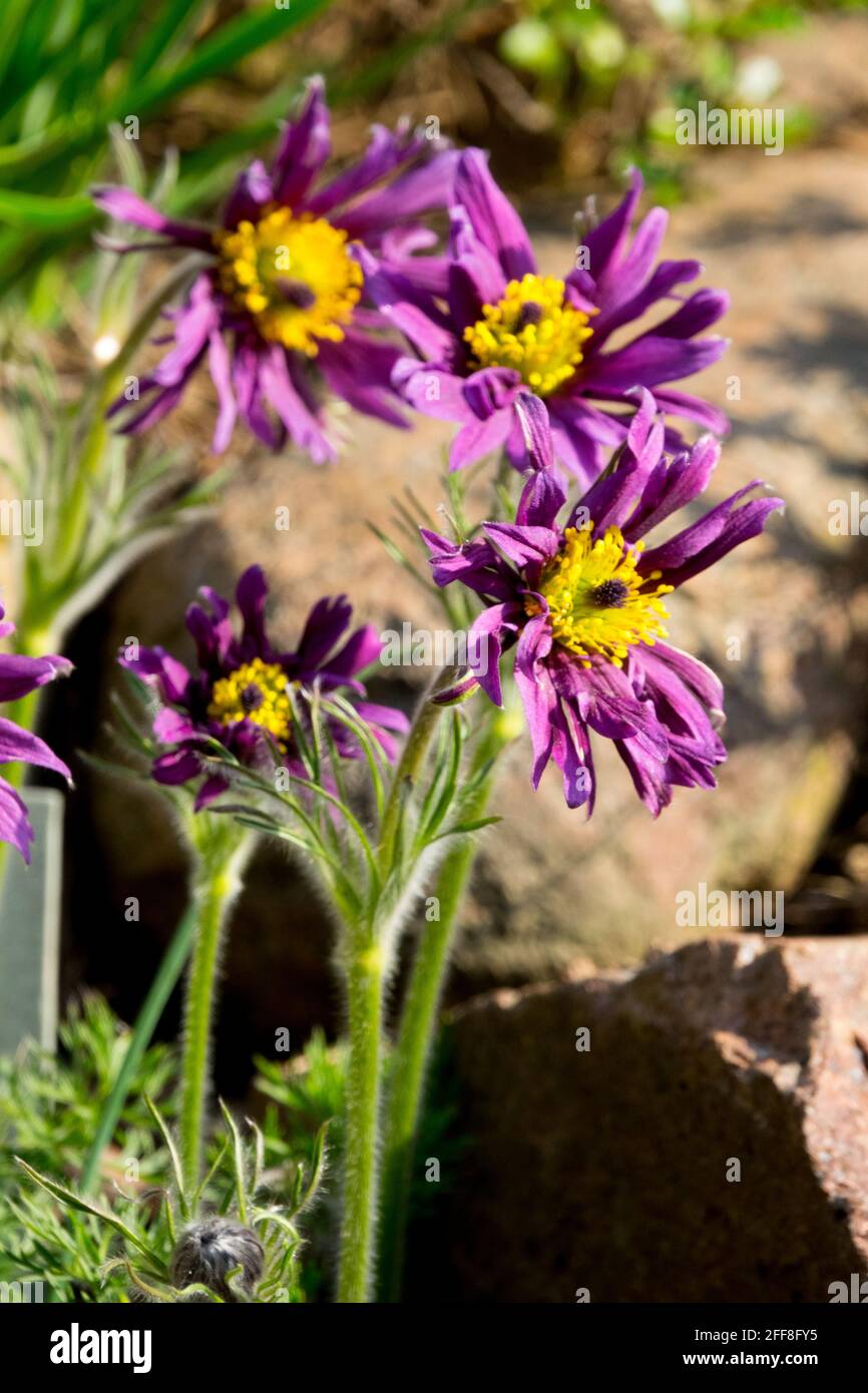 Pulsatilla vulgaris Papageno bloom in rockery garden Spring Pasque flower Stock Photo