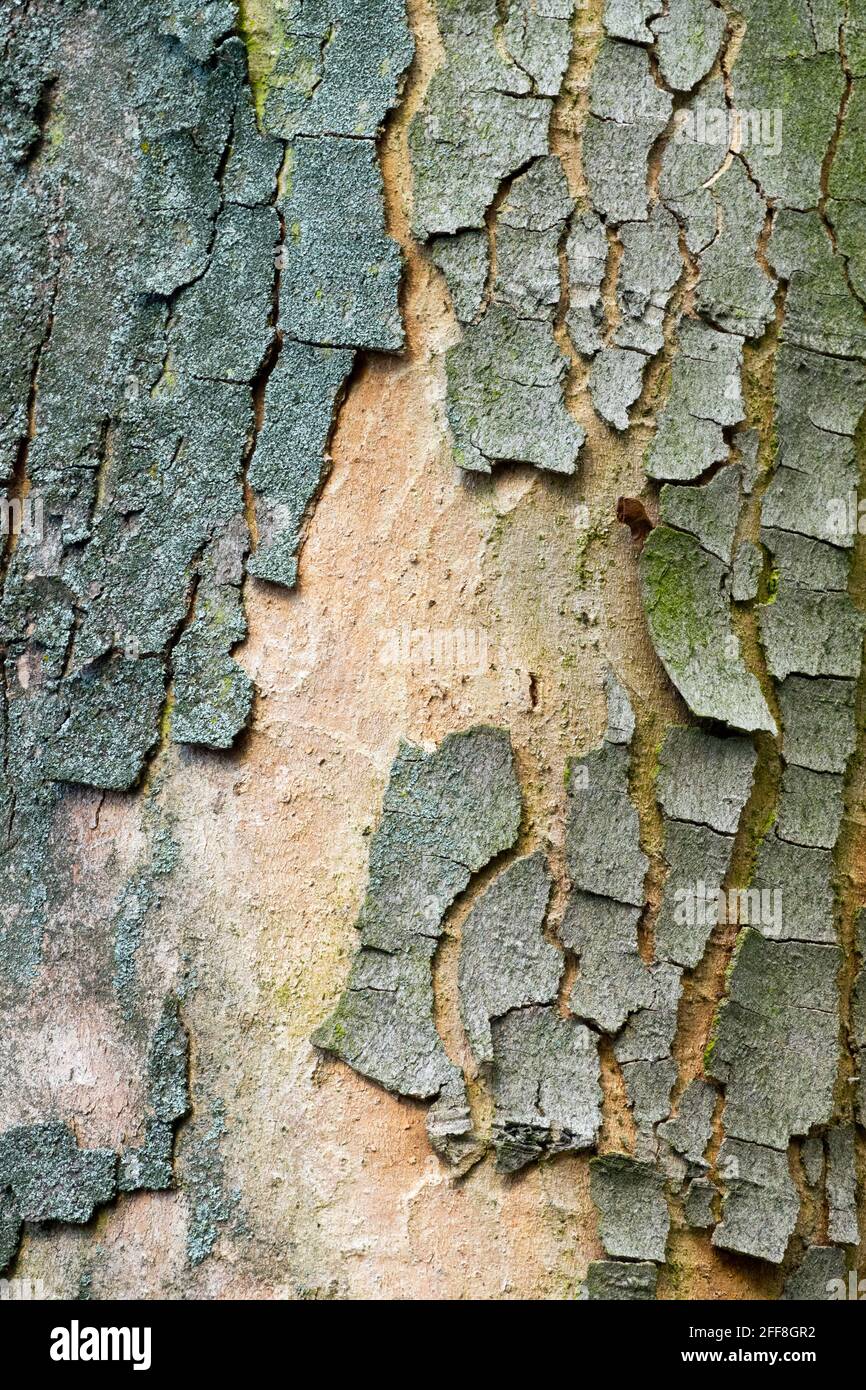 Sycamore maple tree bark texture close up Stock Photo
