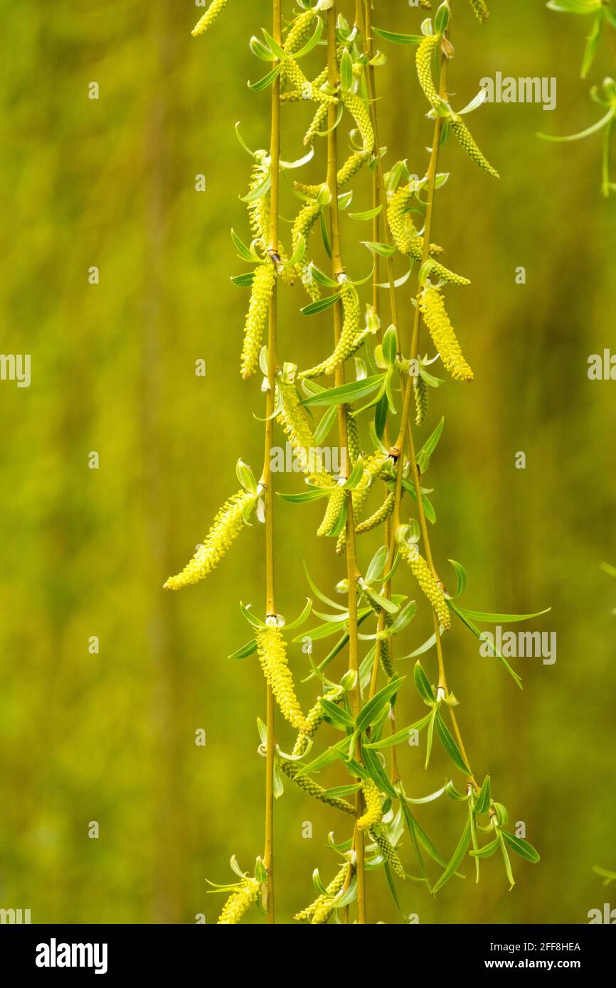 Weeping Willow Catkins, Salix babylonica Willow branch Stock Photo