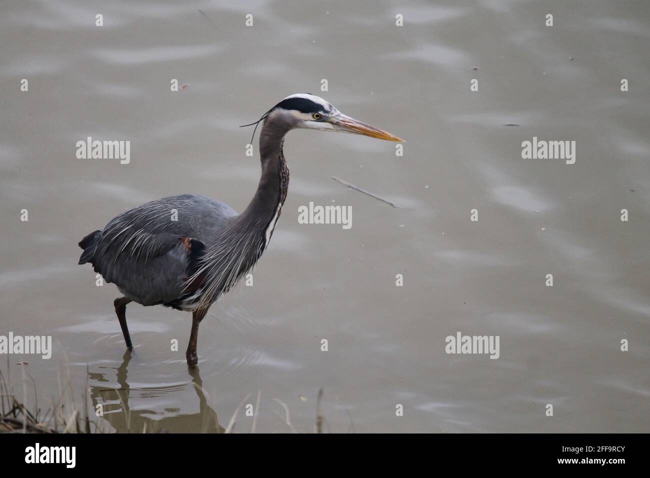 blue heron fishing 'shhh... do not make a sound, can you see I am hunting'.  Ladner, BC, Canada Stock Photo
