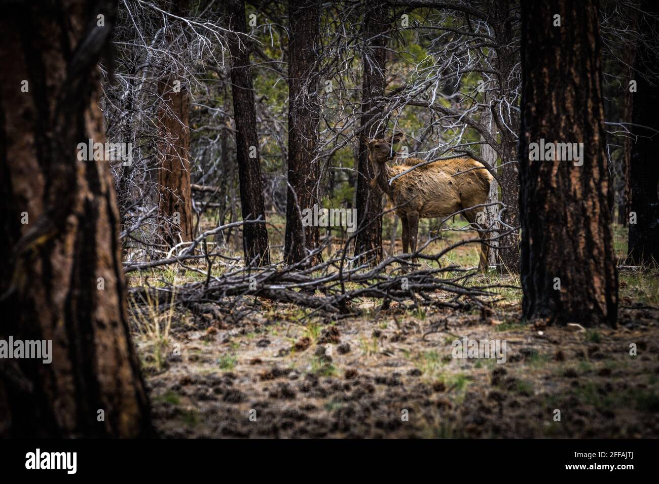 grazing mule deer at the Grand Canyon Stock Photo