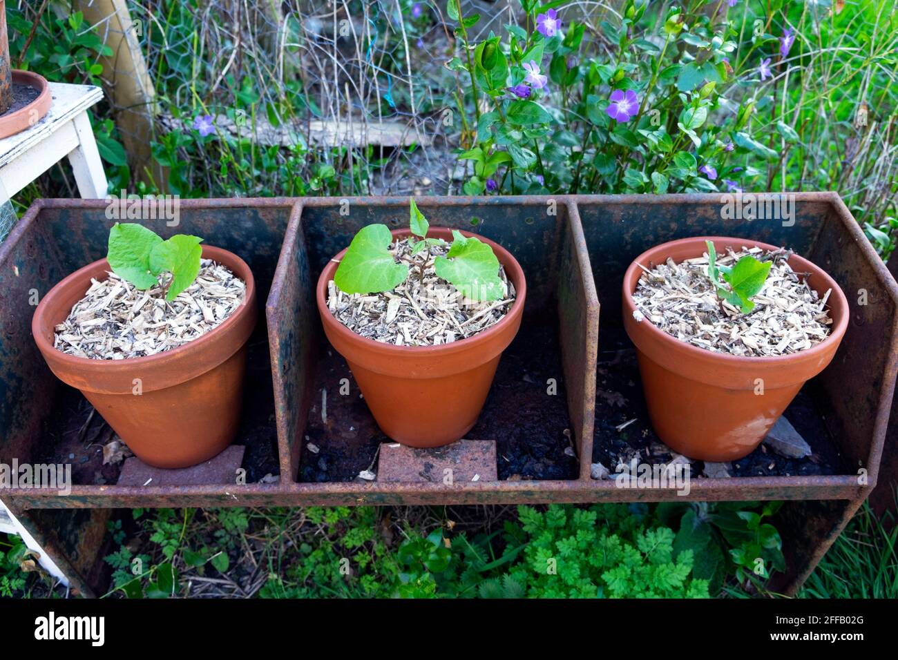 Hestia dwarf runner bean plant plants planted in terracotta pot pots with chipped bark mulch to prevent loss of moisture water in dry spring Wales UK Stock Photo