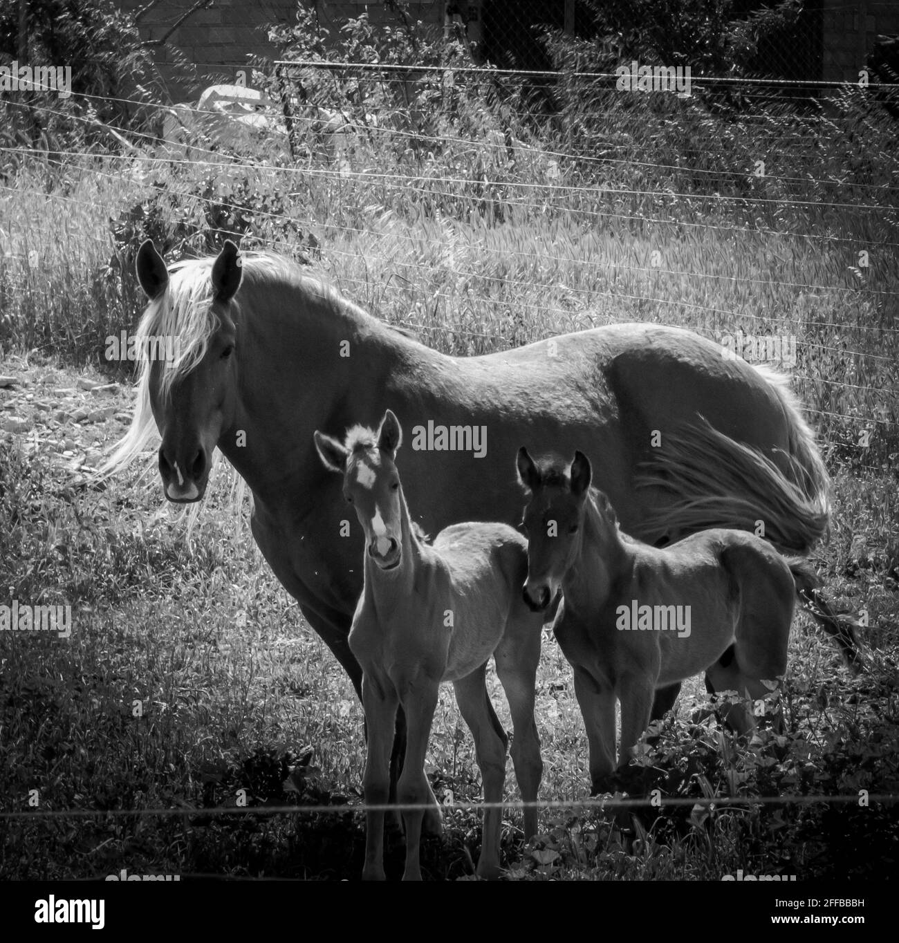 Grayscale of a beautiful horse with its two foals Stock Photo