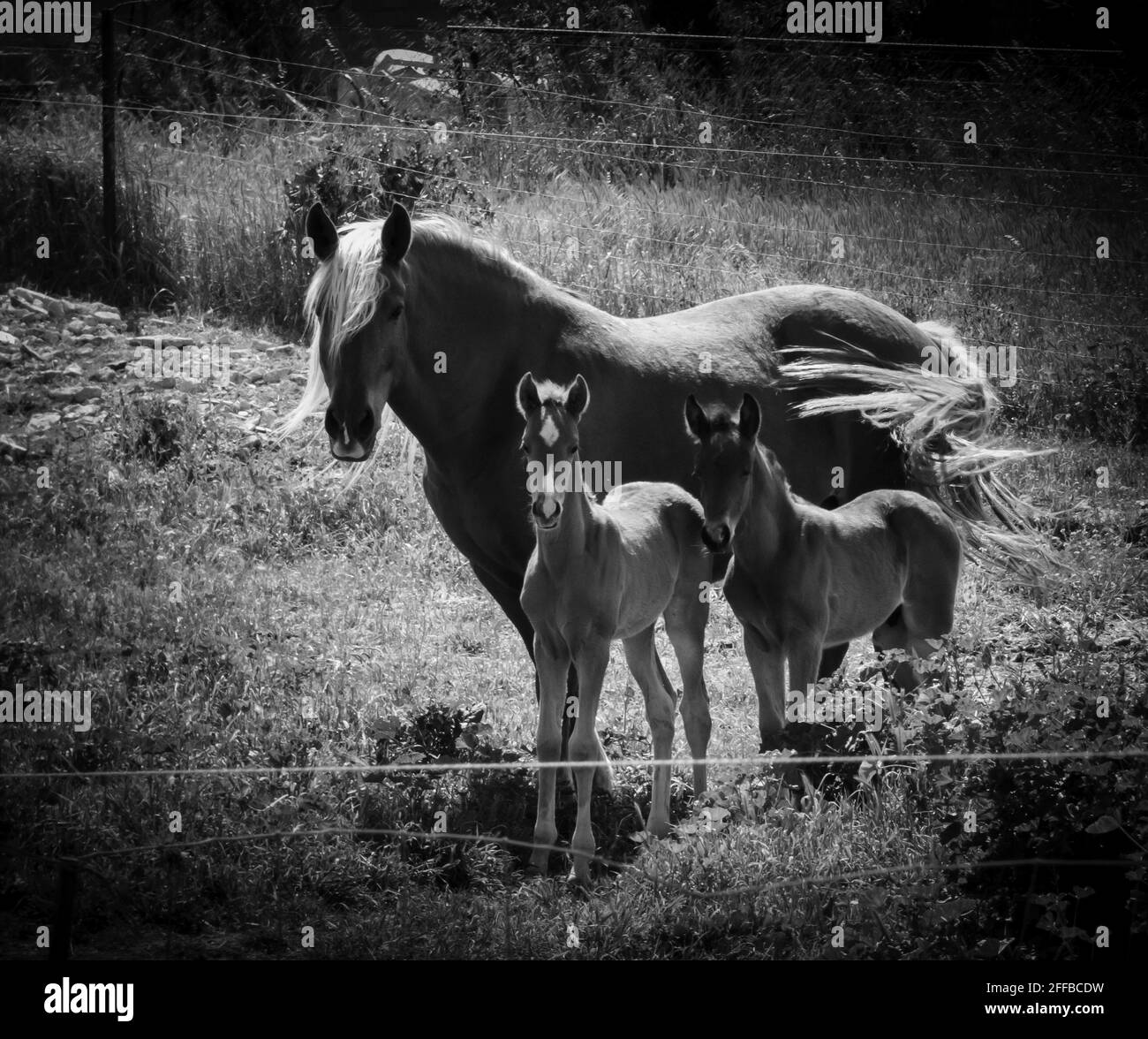 Grayscale of a beautiful horse with its two foals Stock Photo