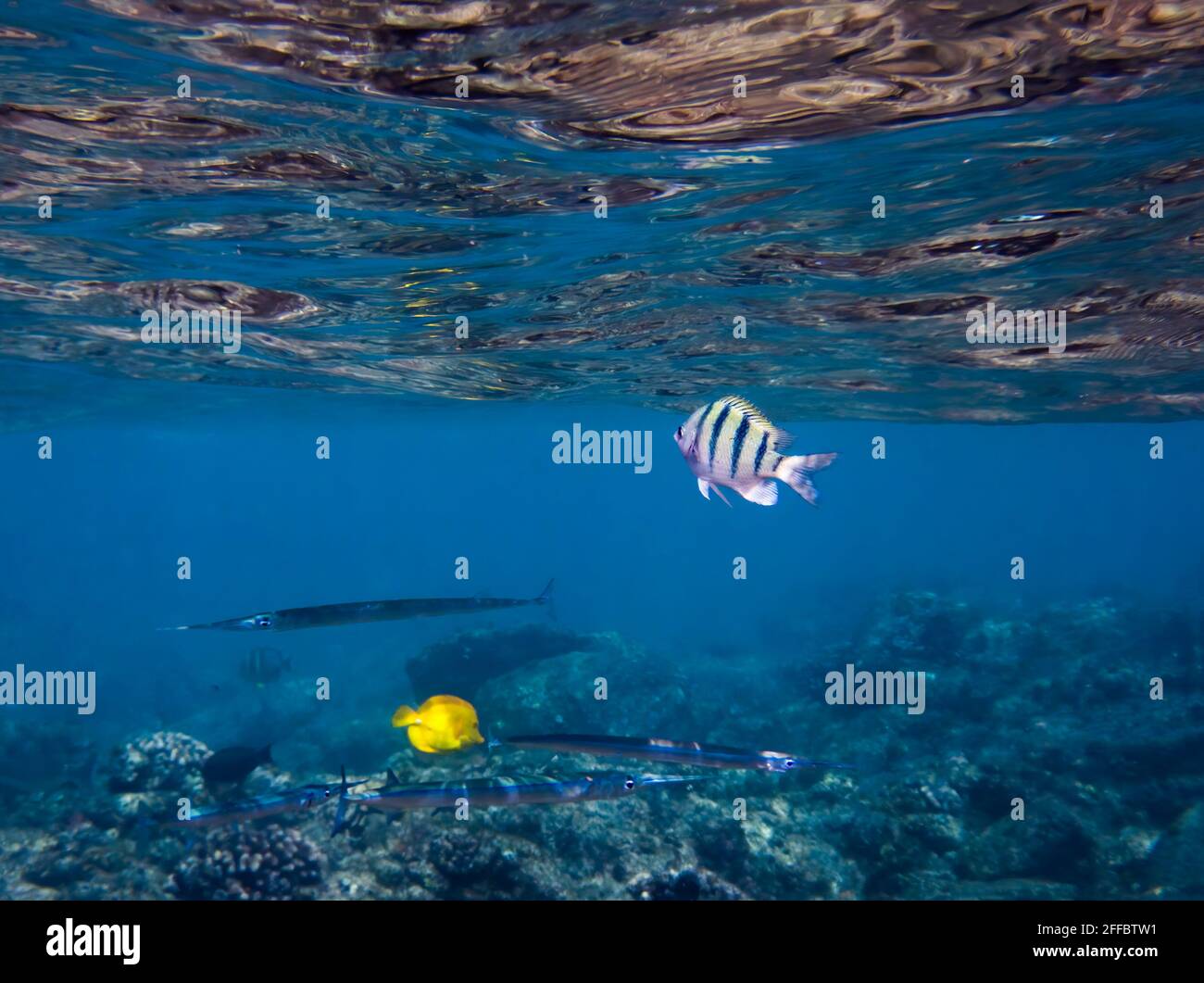 Various tropical fish just beneath surface reflection over reef in clear underwater image. Stock Photo