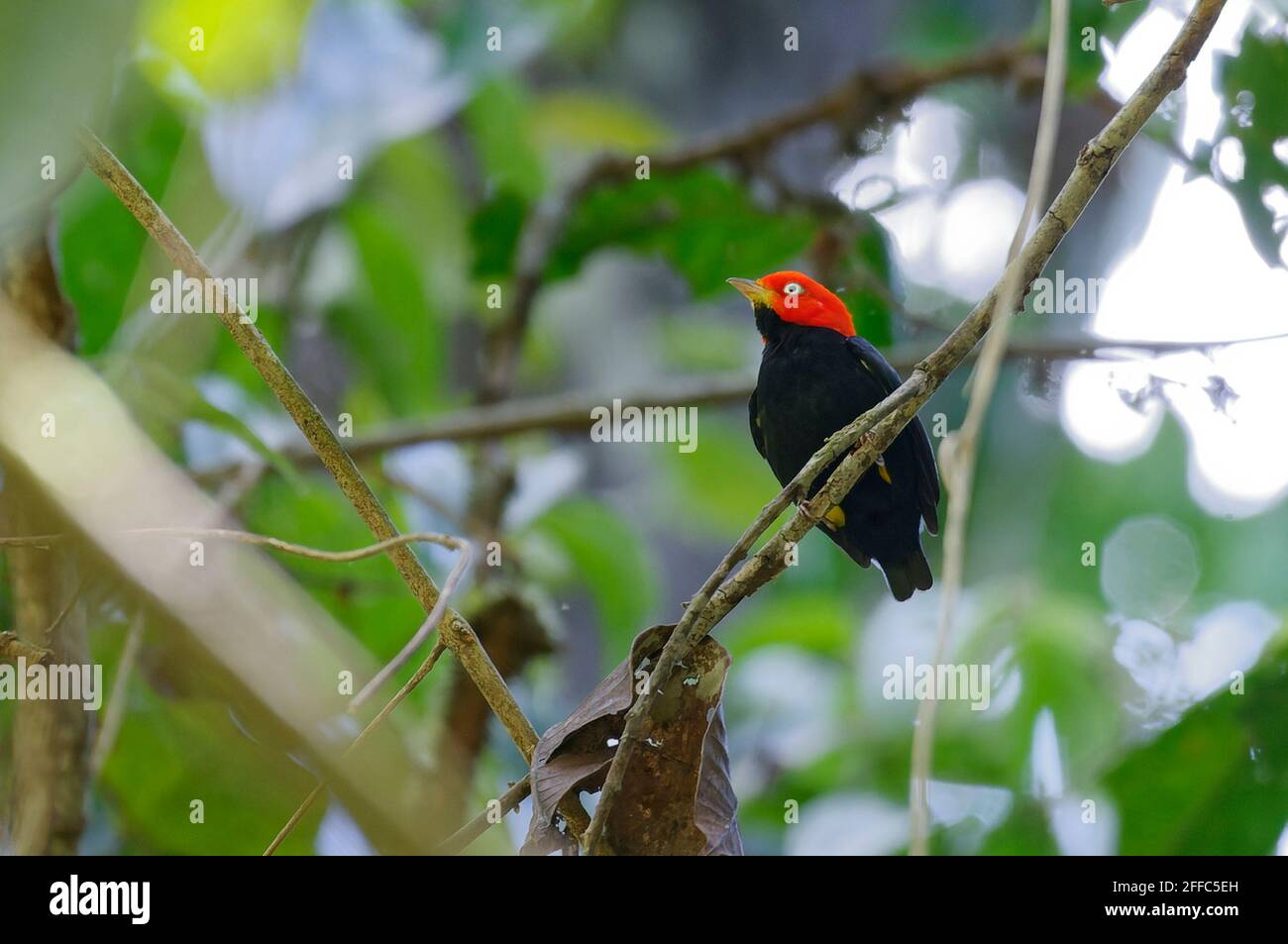 Red-capped Manakin (Pipra mentalis) at Corcovado National Park, Costa Rica Stock Photo