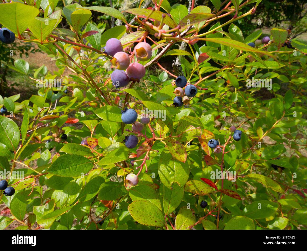 Blueberries Growing On A Blueberry Bush Stock Photo Alamy
