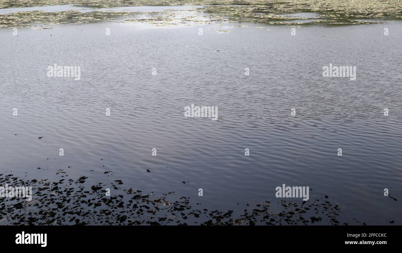 Aquatic plants asia hi-res stock photography and images - Alamy