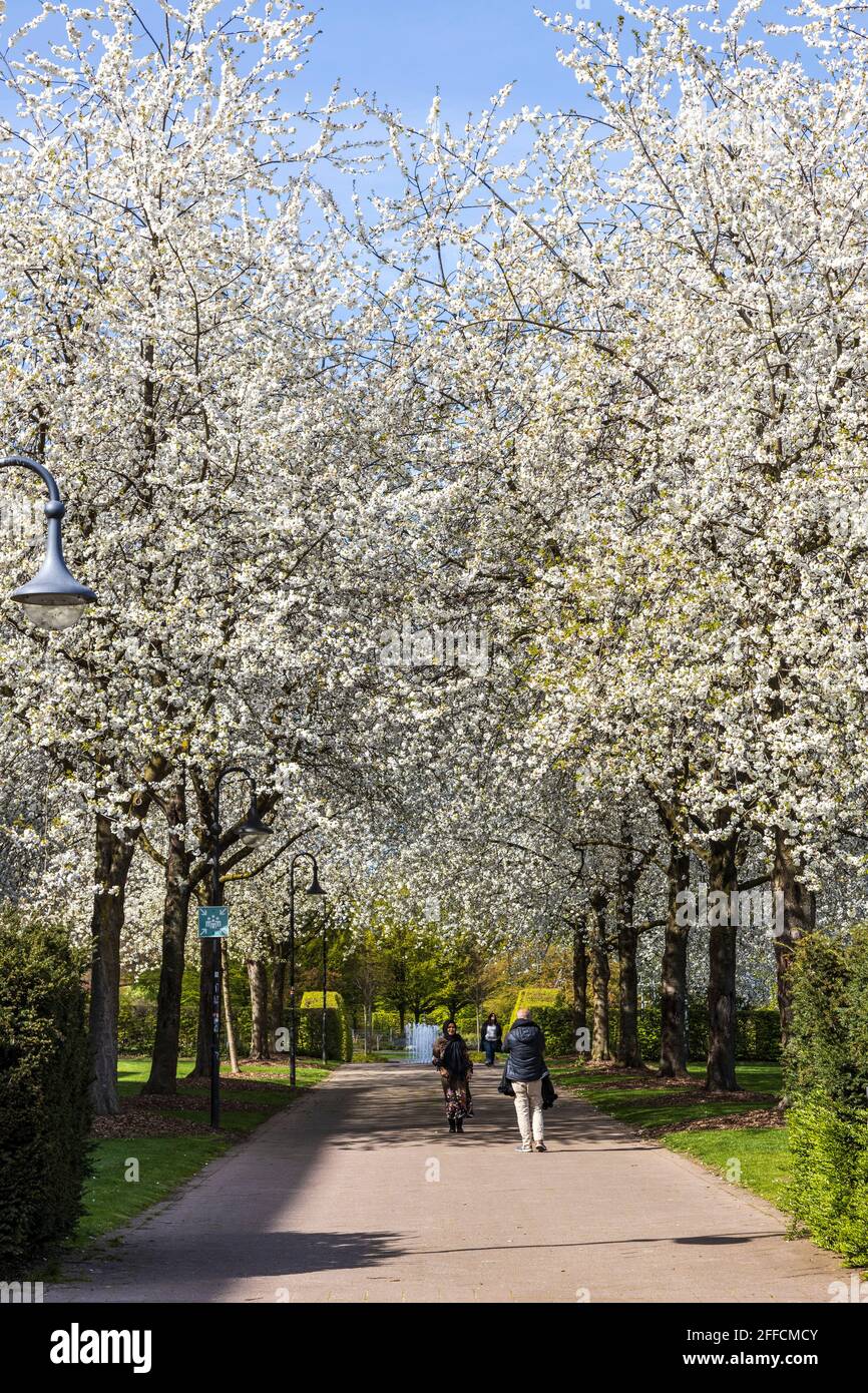 Blossoming cherry trees in spring, Müga-Park, Mülheim an der Ruhr, Germany Stock Photo